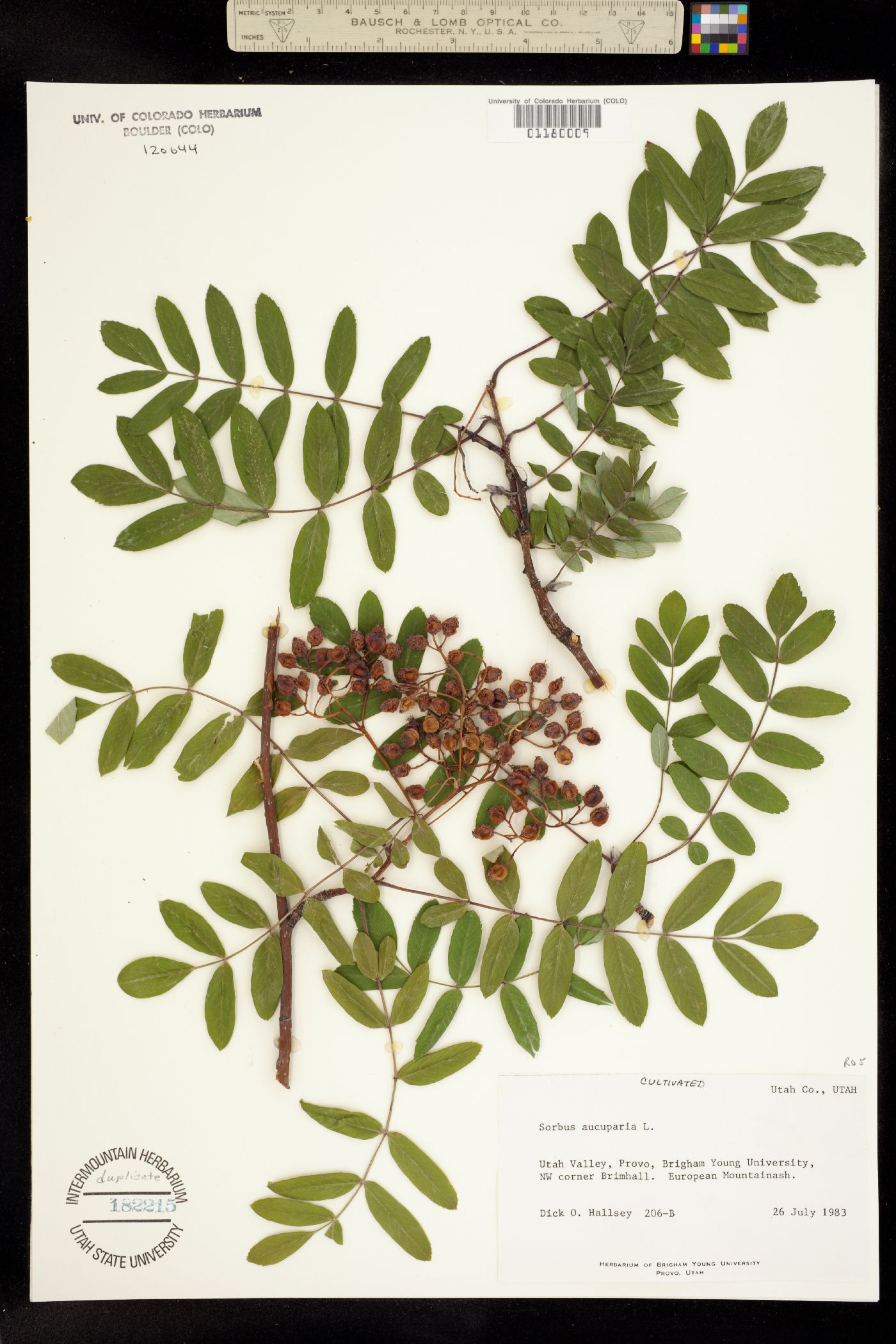 Sorbus aucuparia image