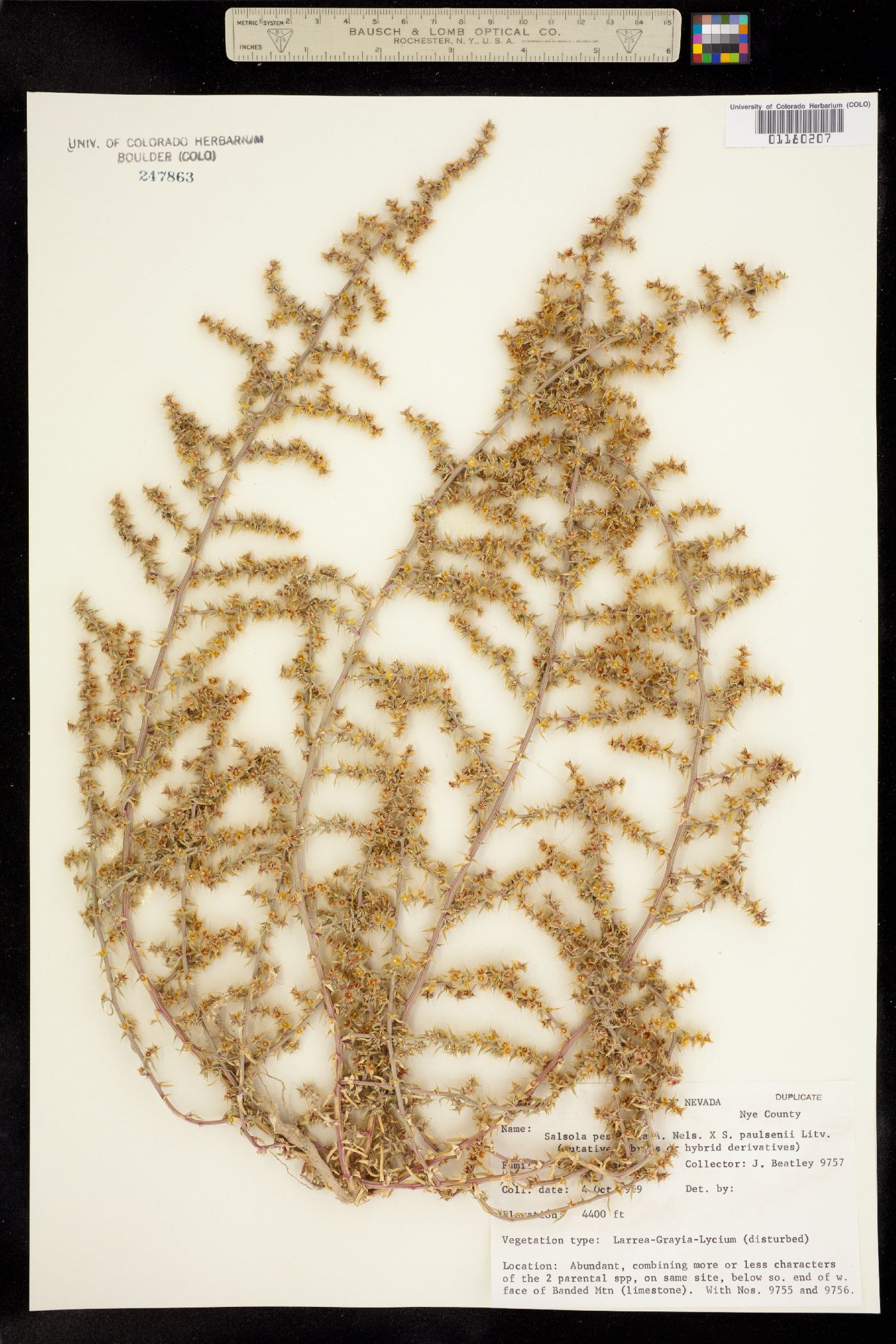 Salsola image