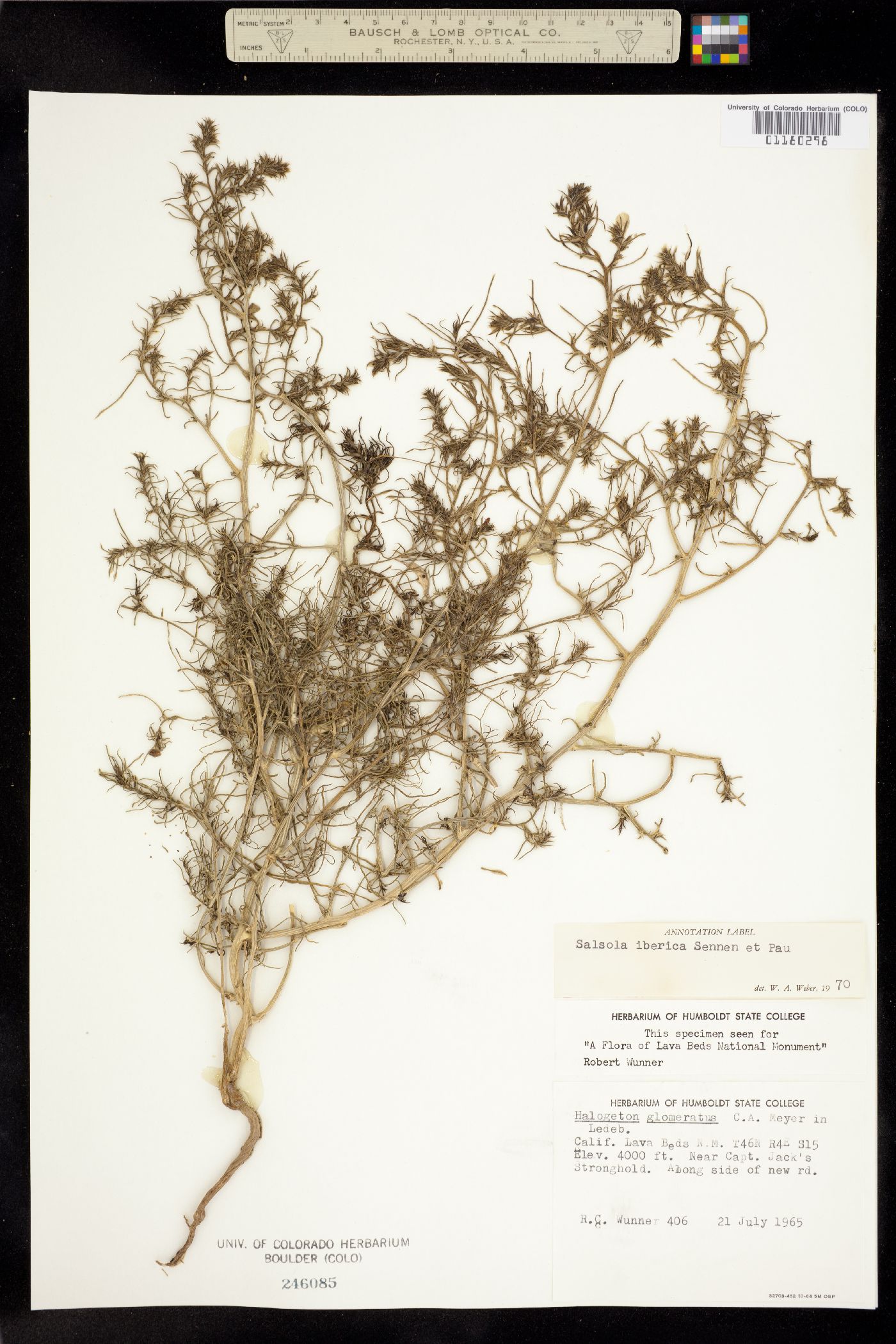 Salsola australis image