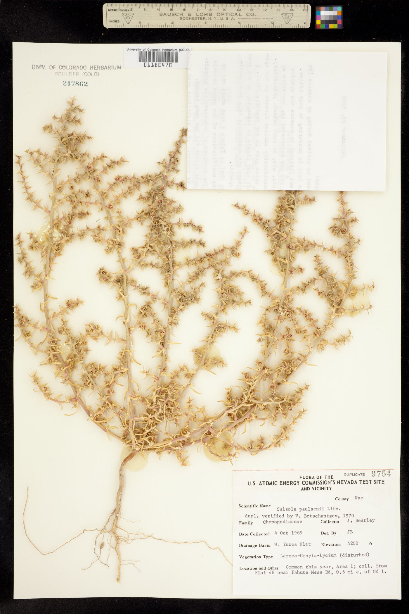 Salsola paulsenii image