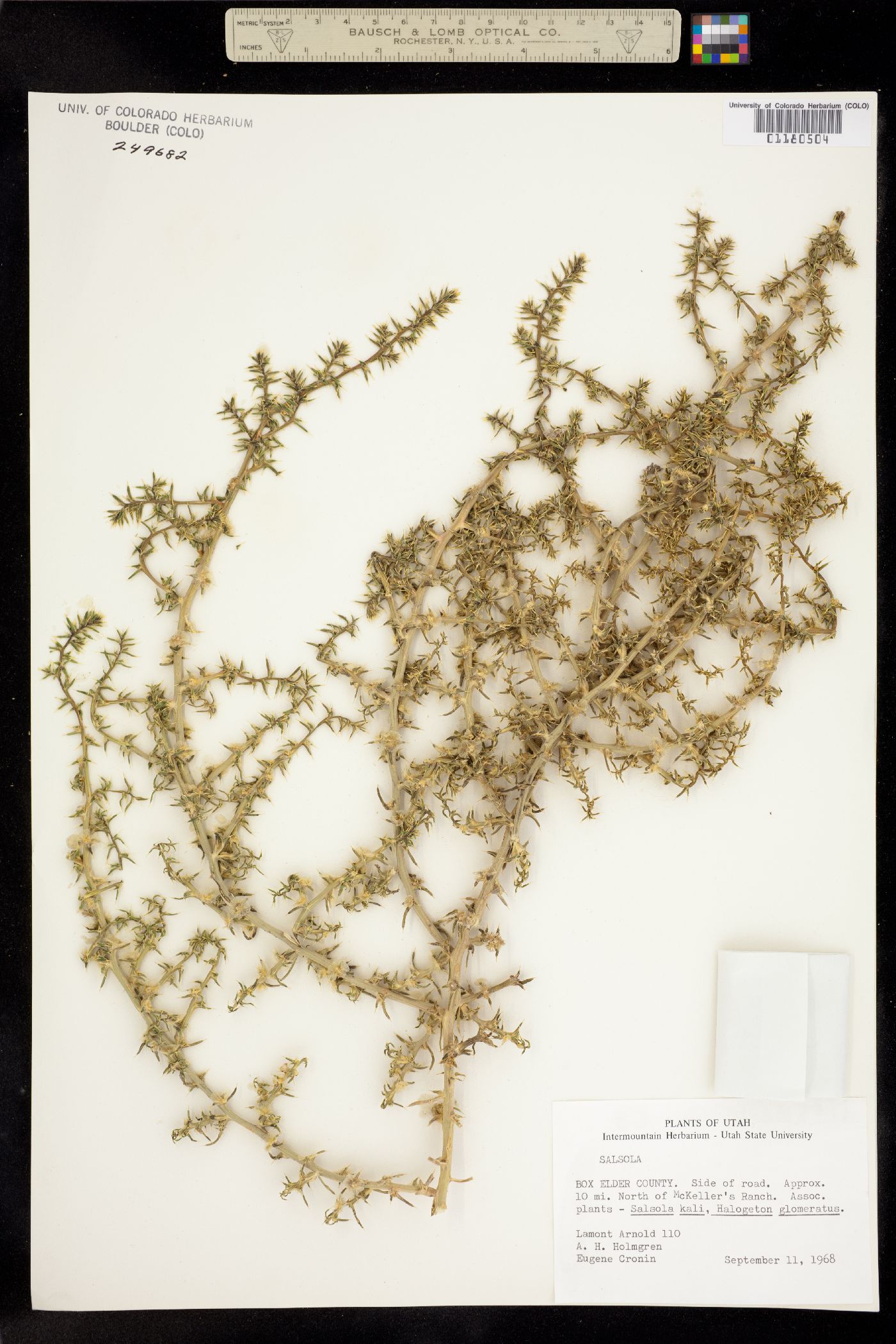 Salsola paulsenii image