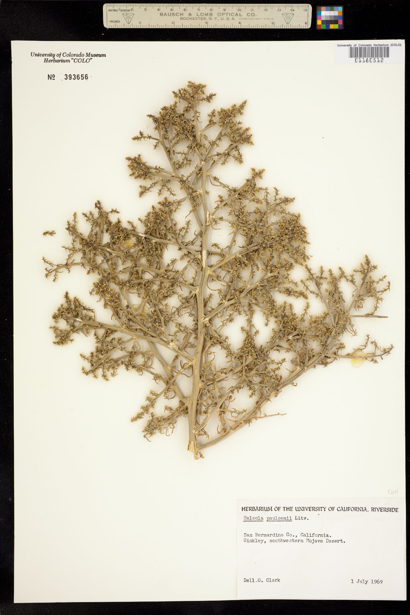 Salsola paulsenii image