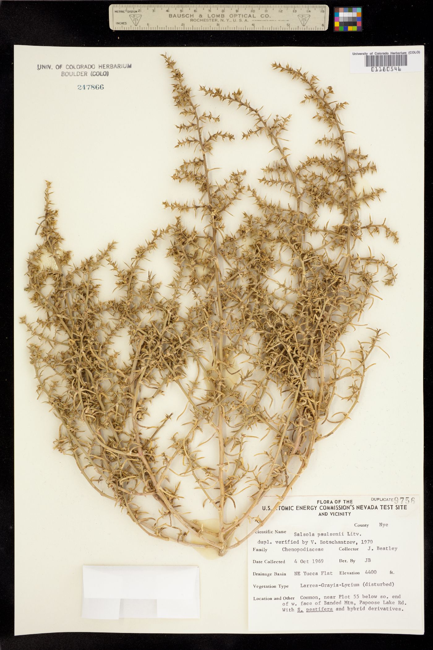 Salsola paulsenii image