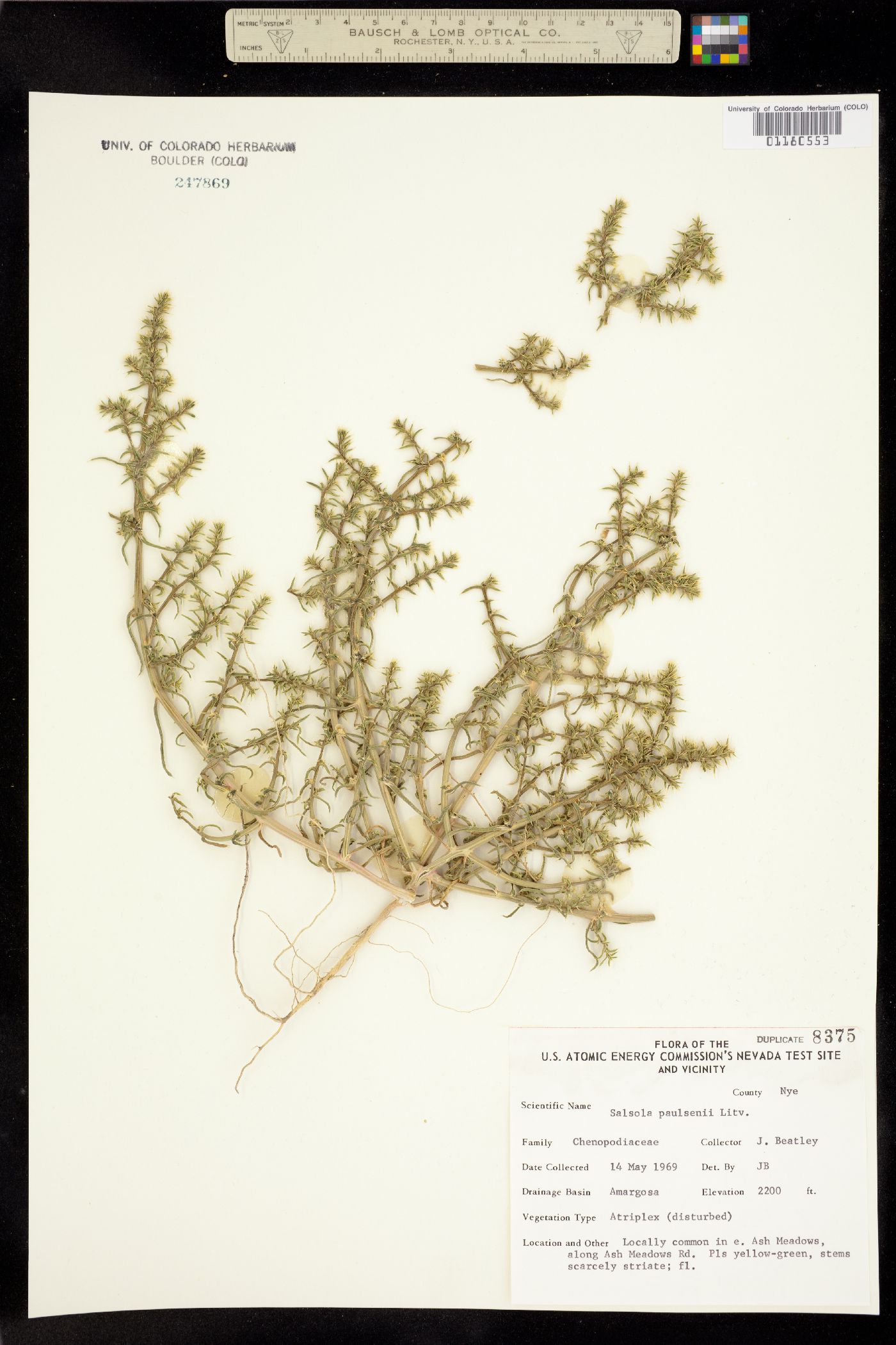 Salsola paulsenii image