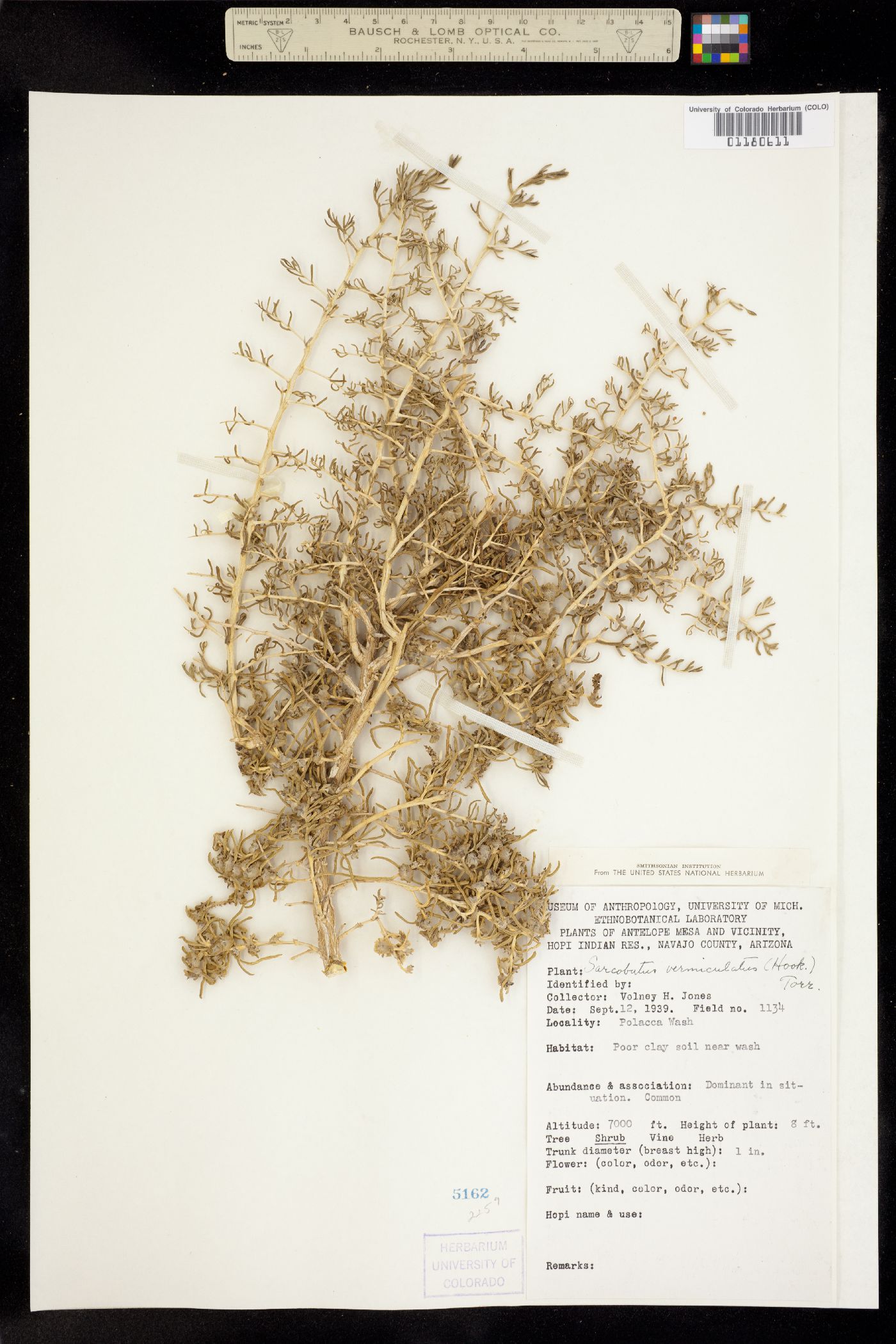 Sarcobatus vermiculatus image