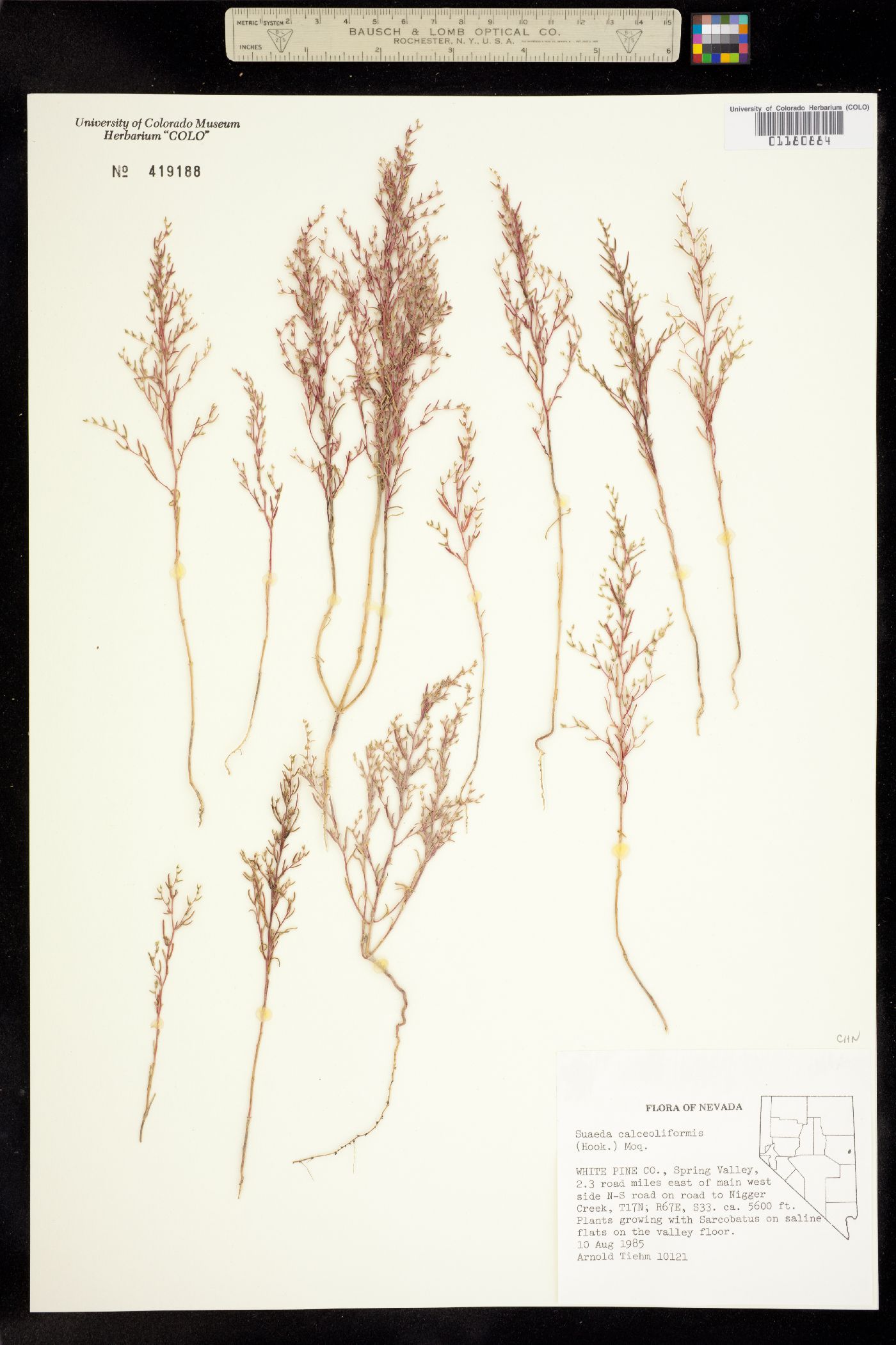 Suaeda calceoliformis image