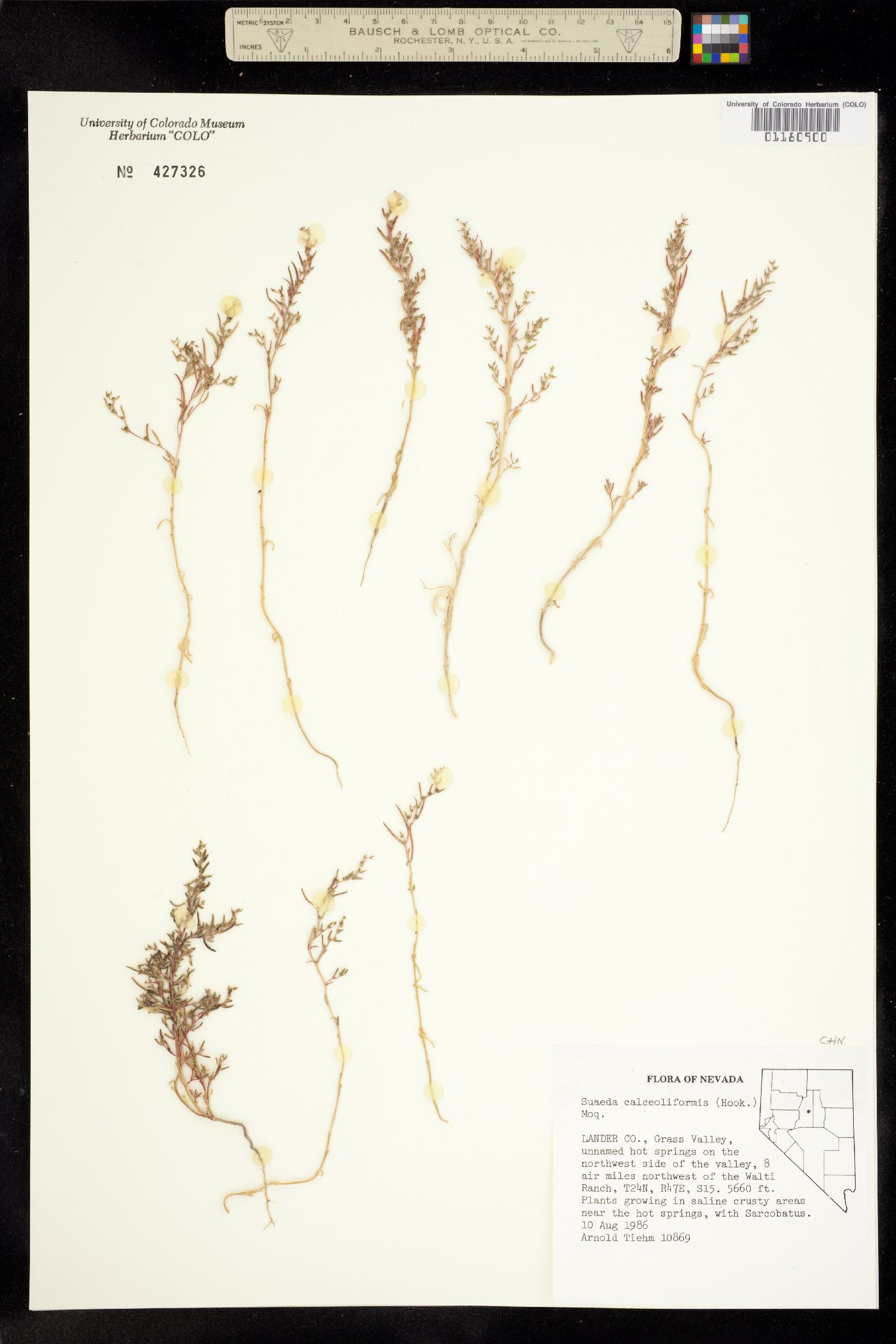 Suaeda calceoliformis image