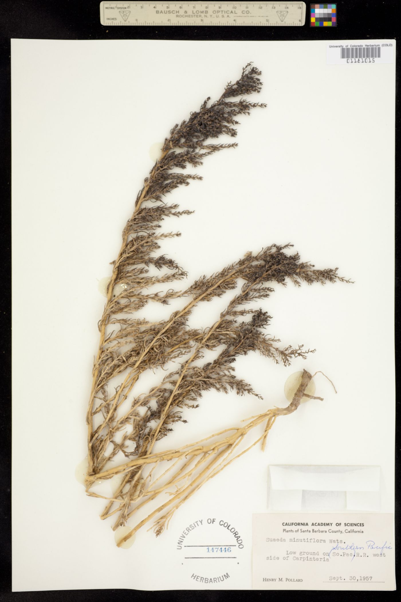 Suaeda calceoliformis image