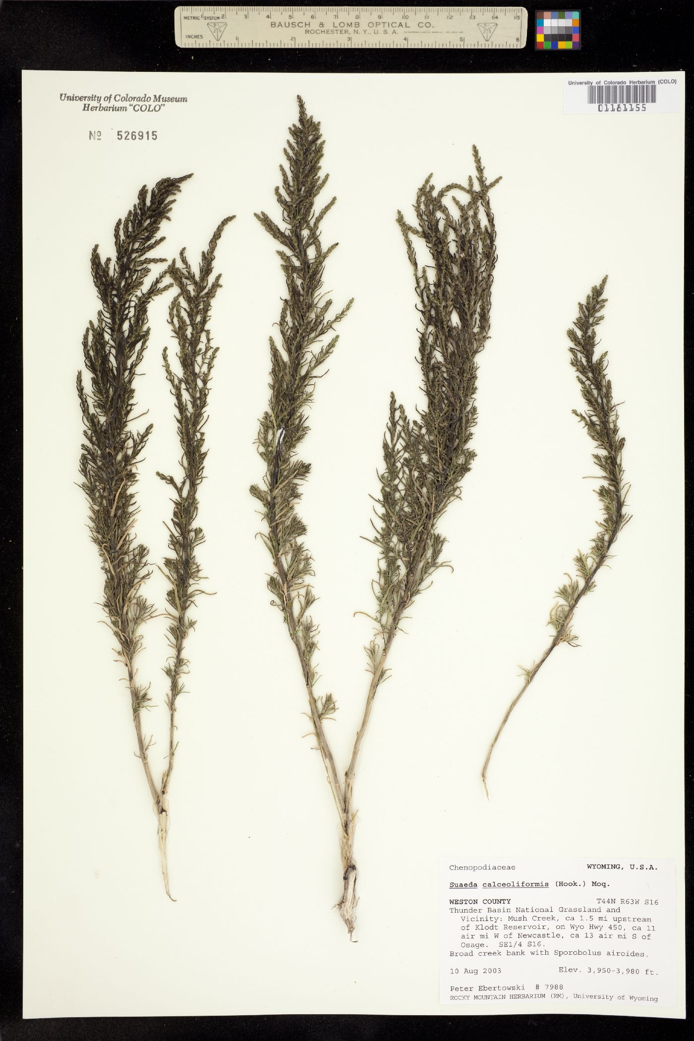Suaeda calceoliformis image