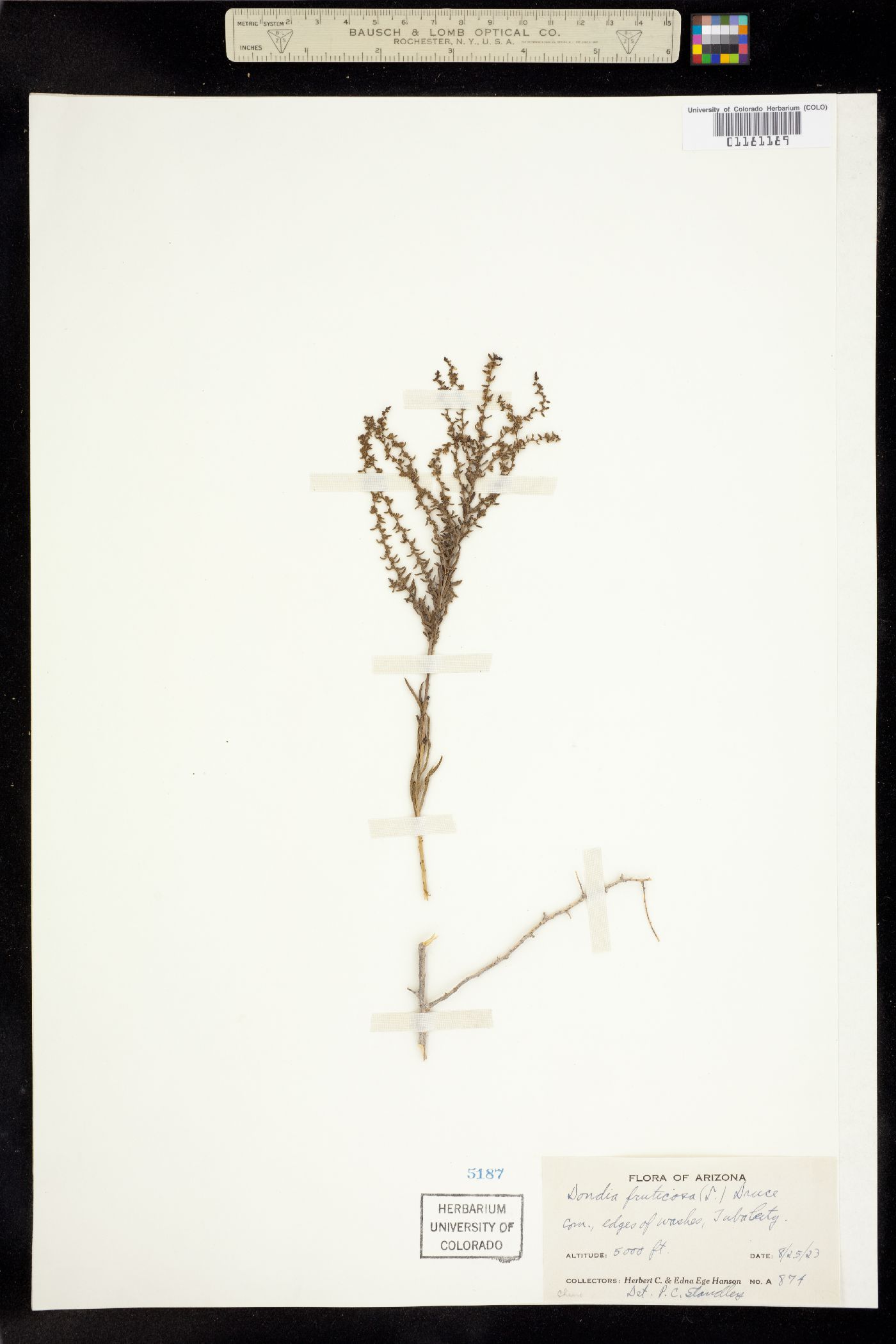 Suaeda fruticosa image