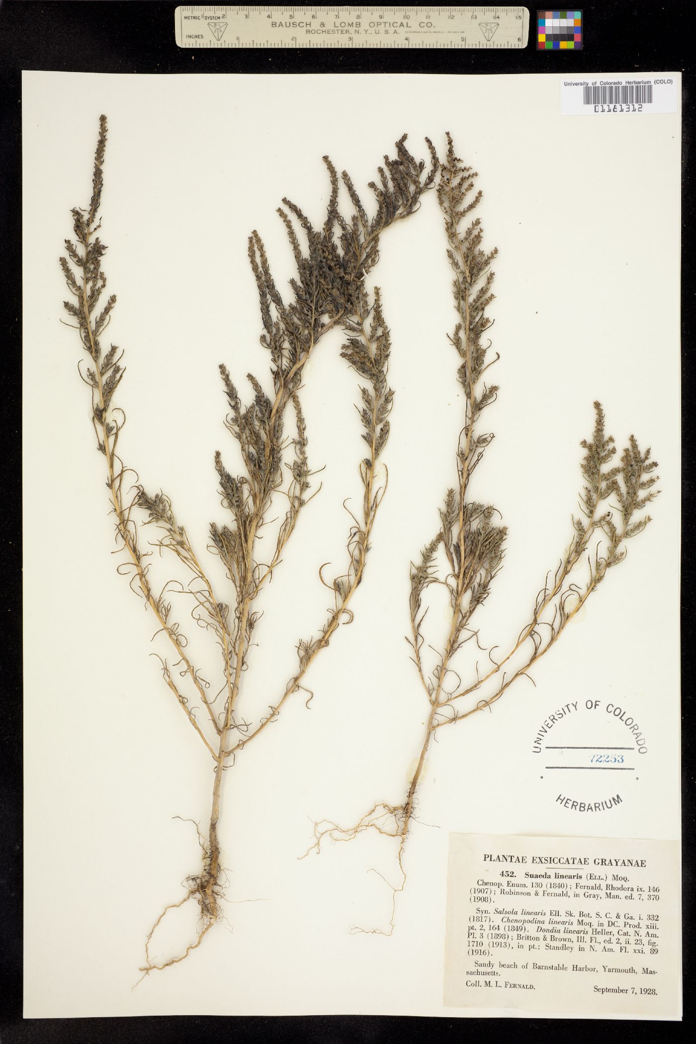 Suaeda linearis image