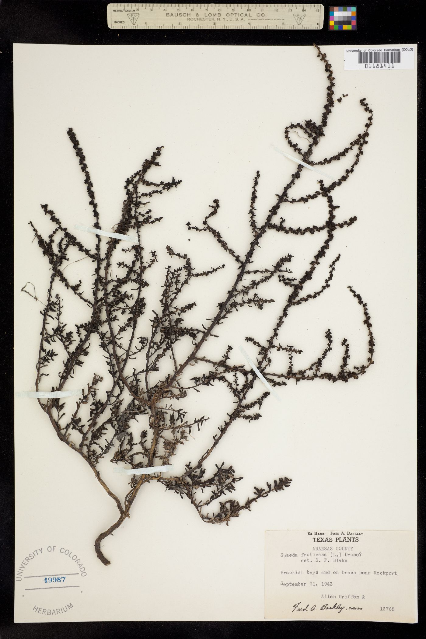 Suaeda nigra image
