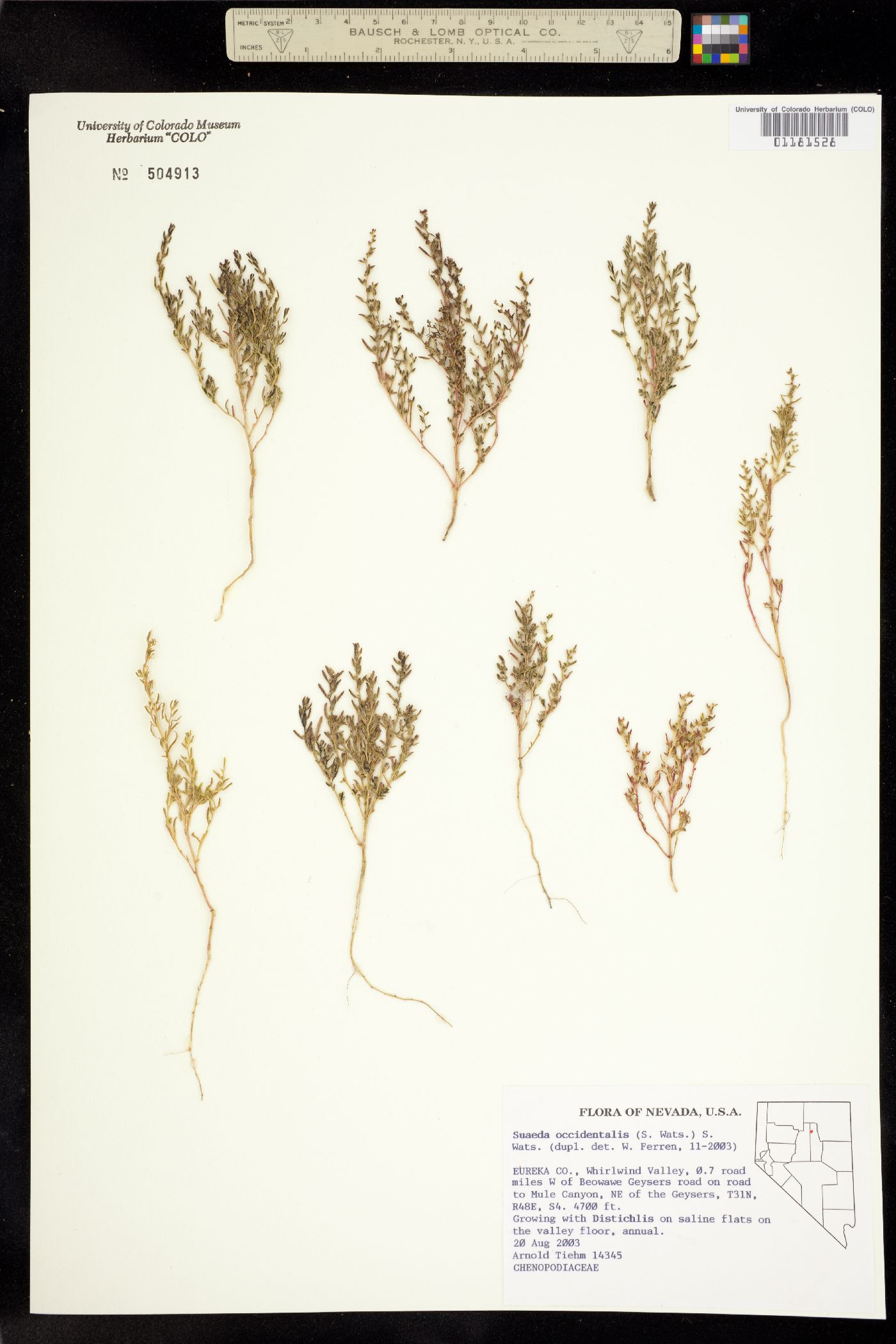 Suaeda occidentalis image