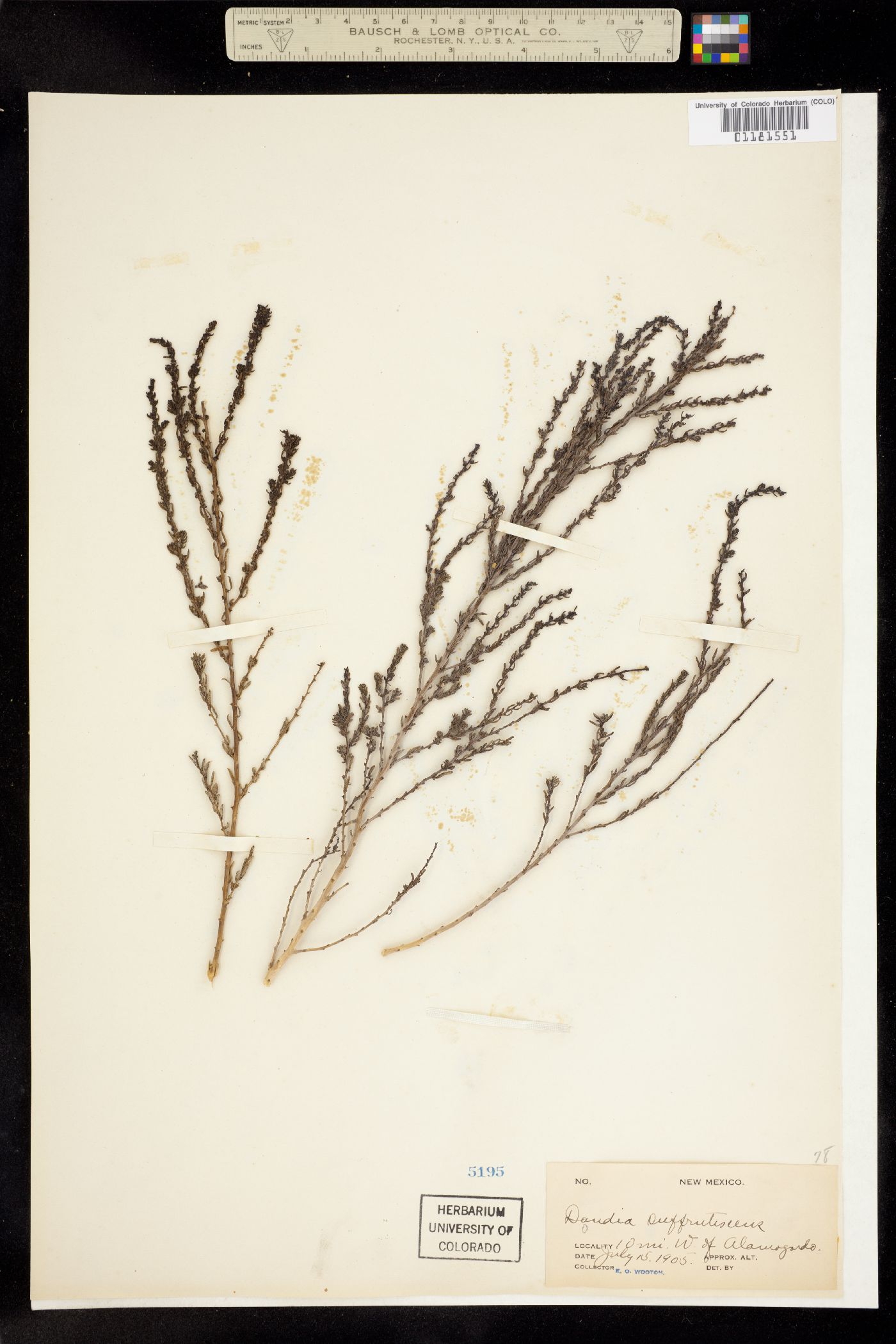 Suaeda nigra image