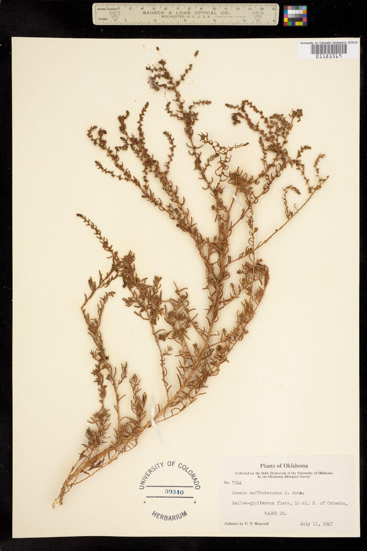 Chenopodiaceae image