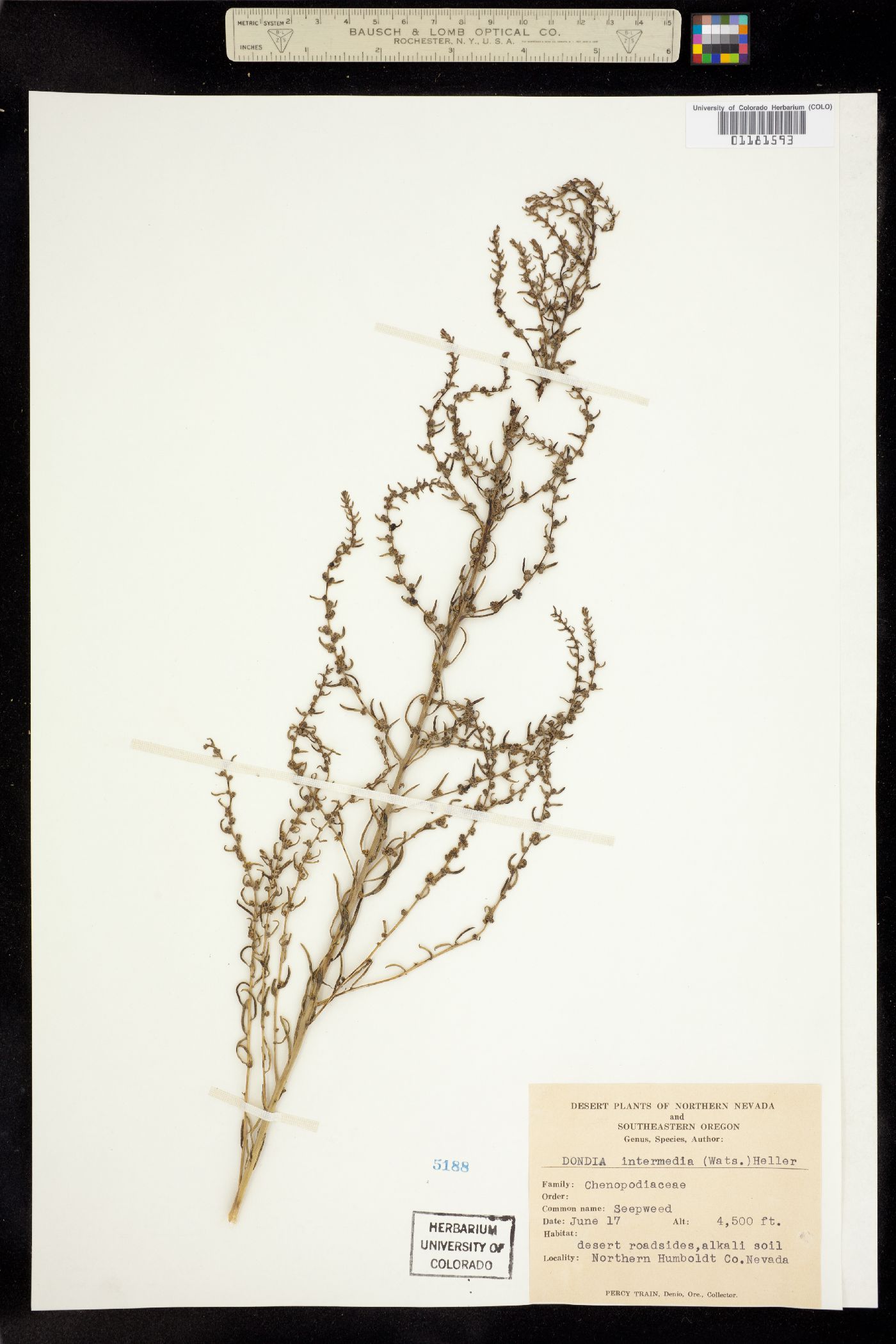 Suaeda nigra image