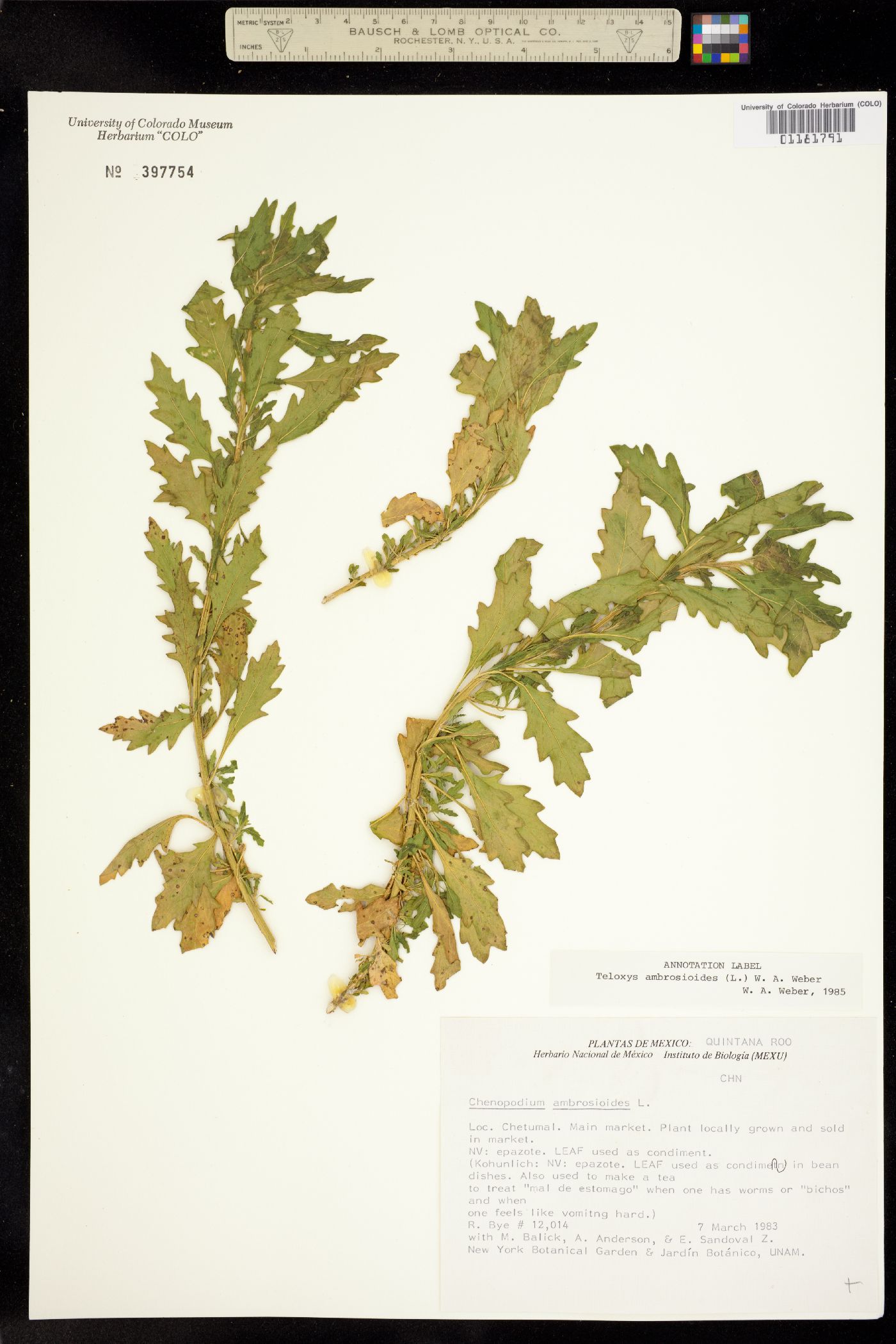 Dysphania image