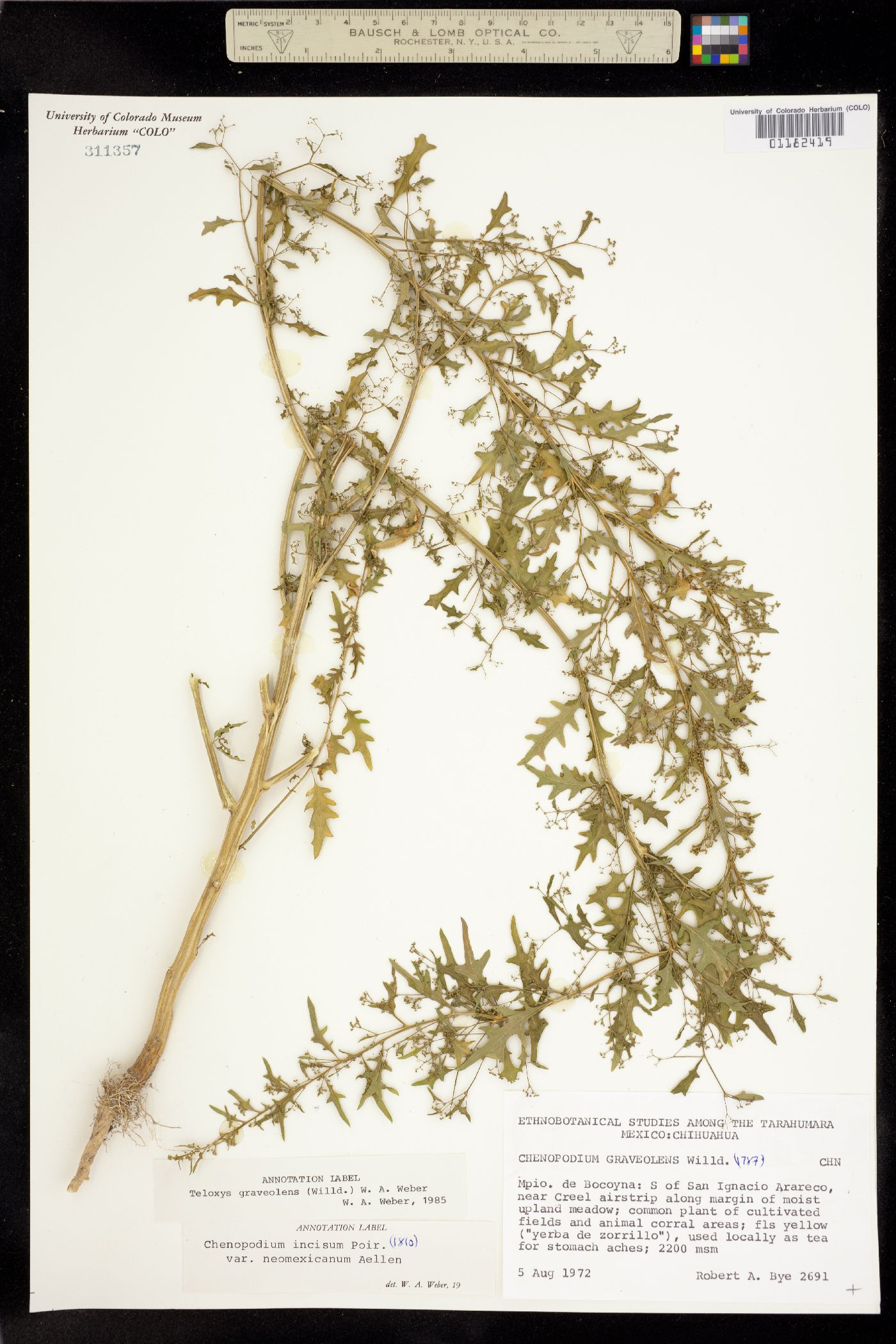 Chenopodiaceae image