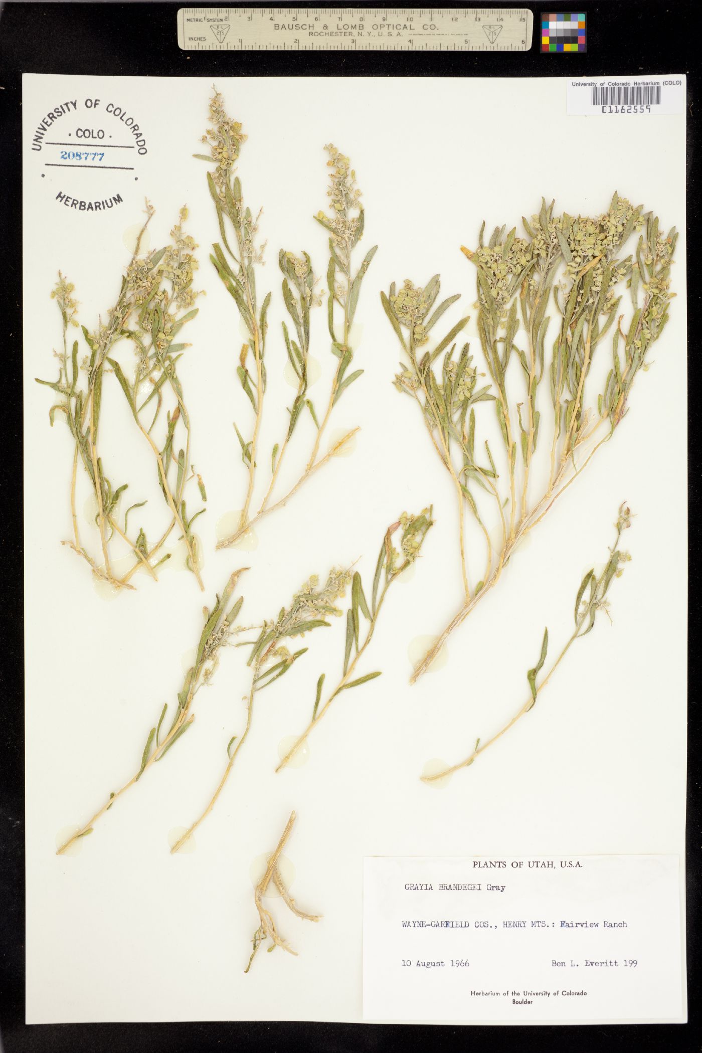 Zuckia brandegei image