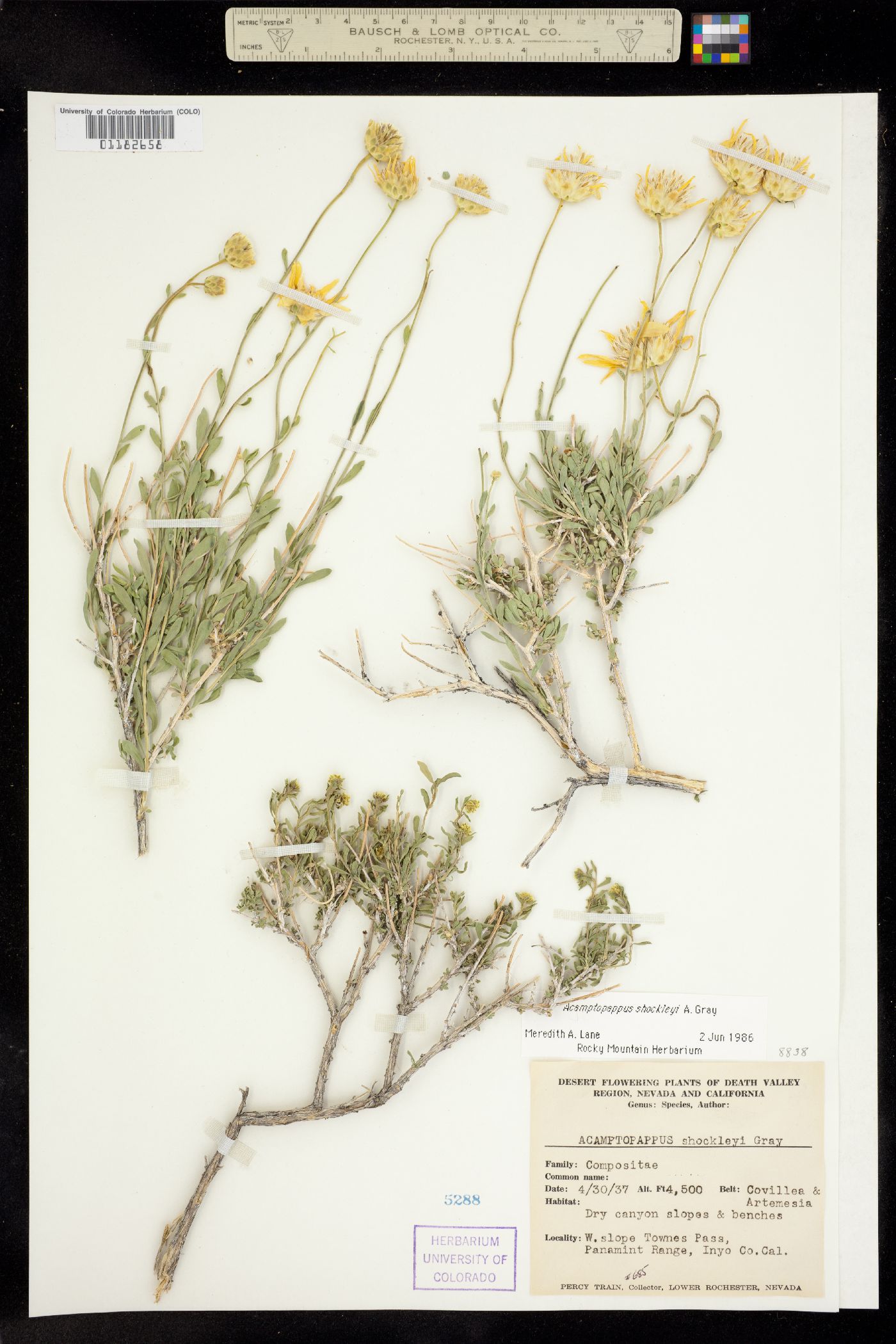 Acamptopappus shockleyi image