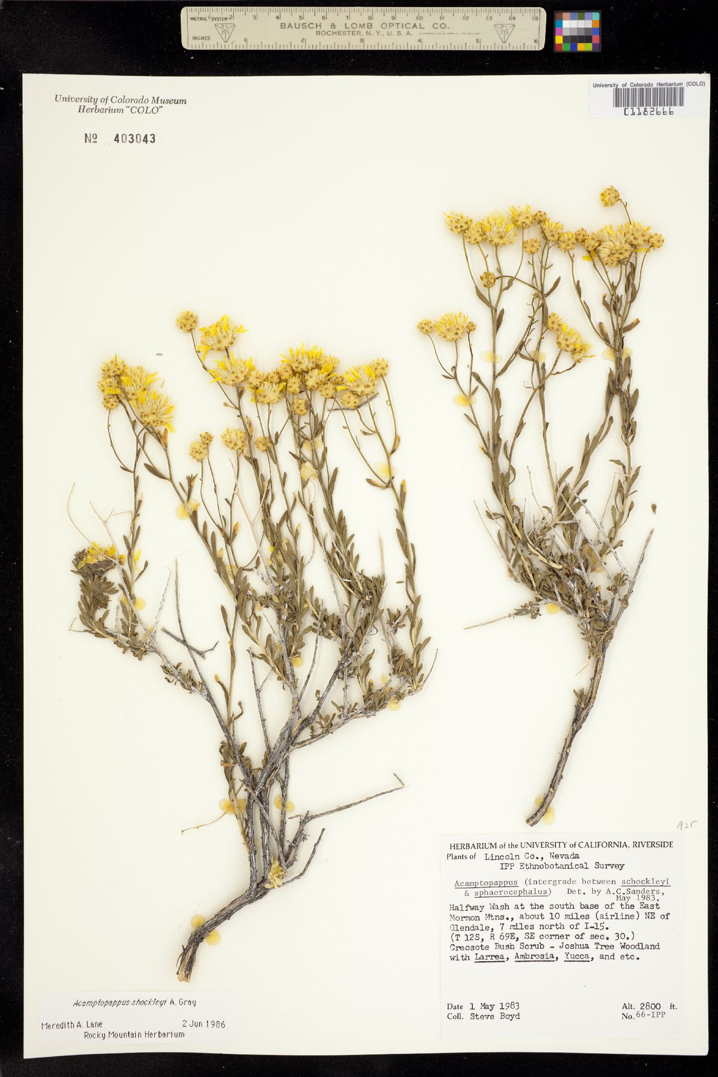 Acamptopappus shockleyi image