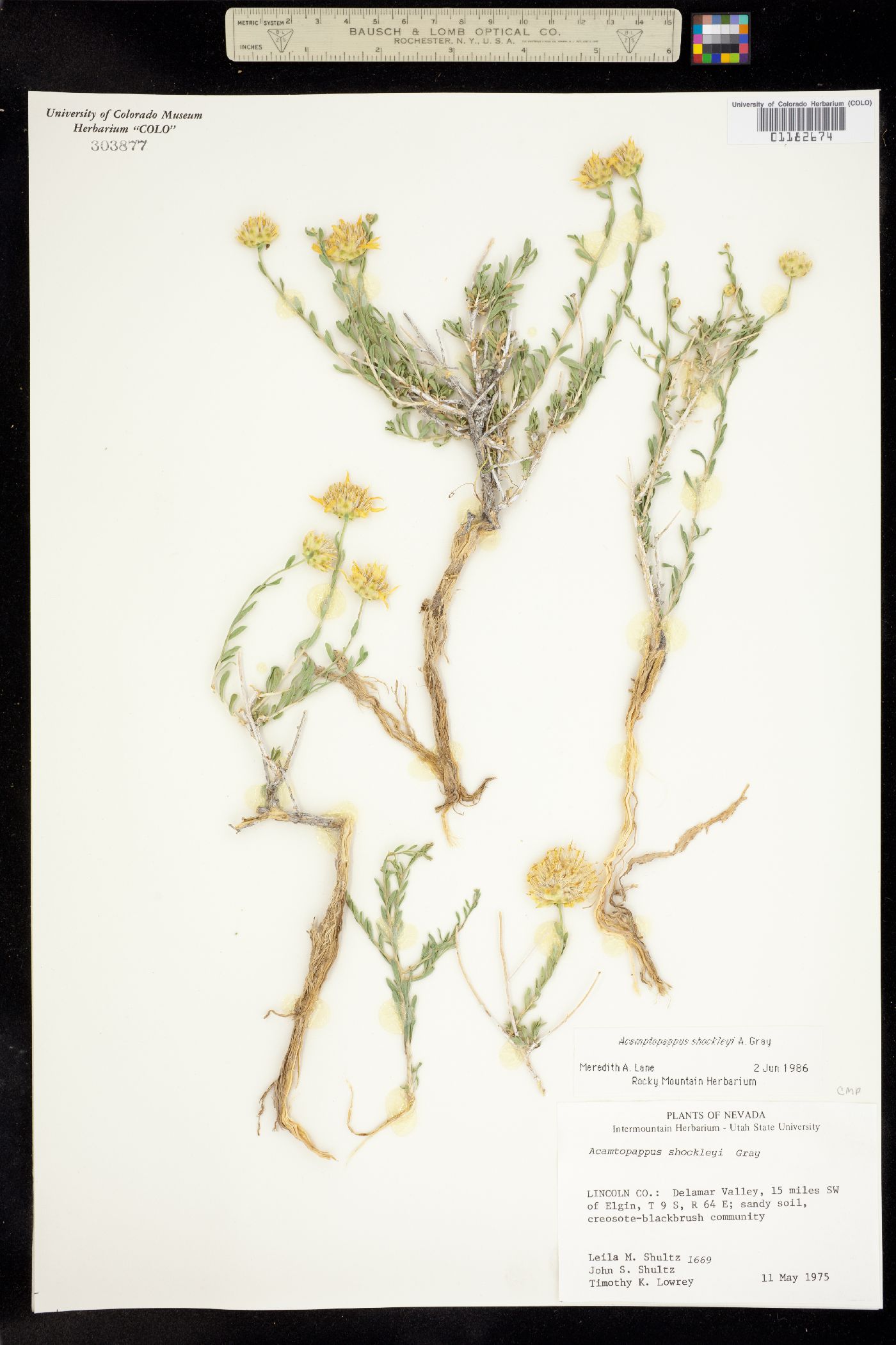 Acamptopappus shockleyi image