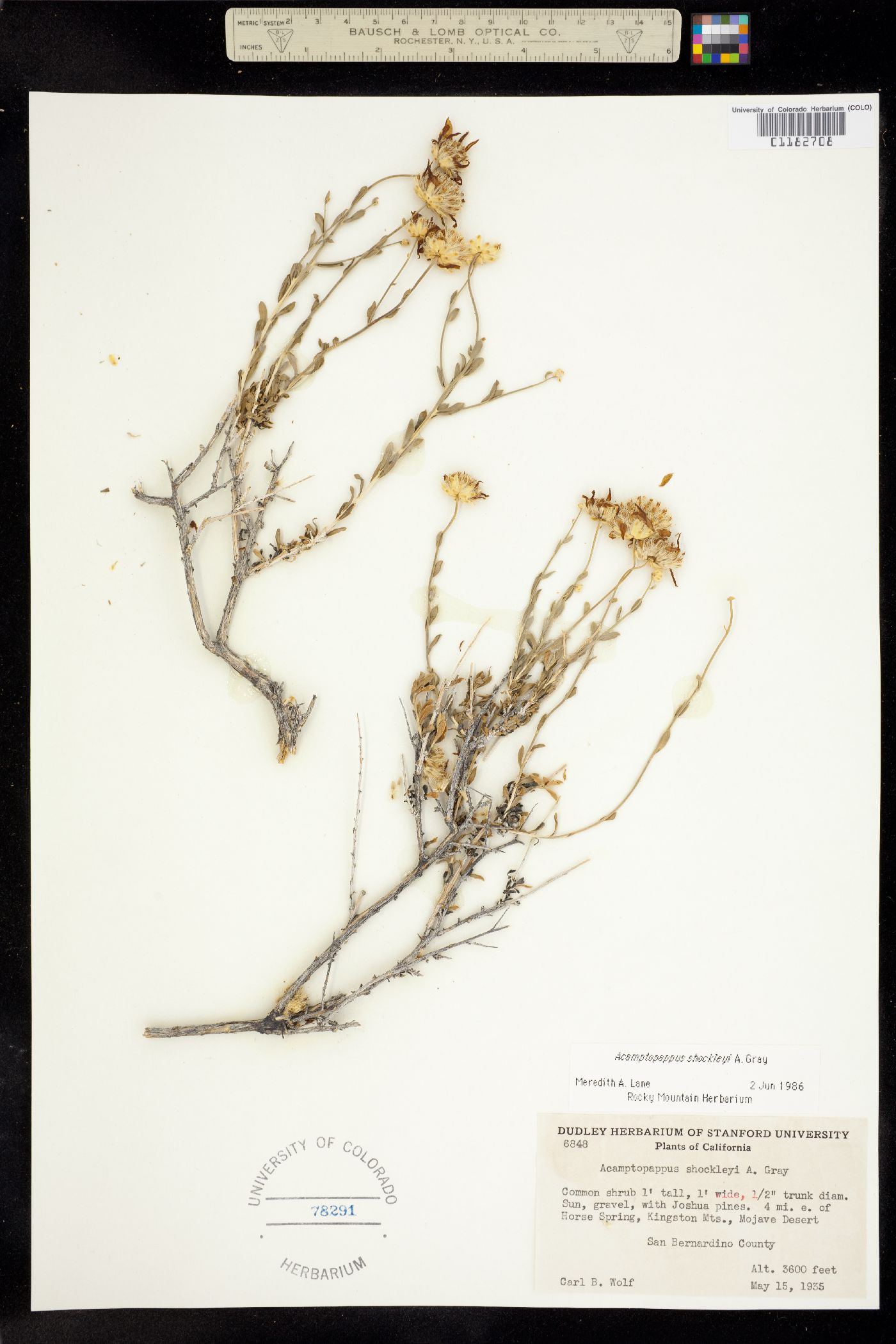 Acamptopappus shockleyi image