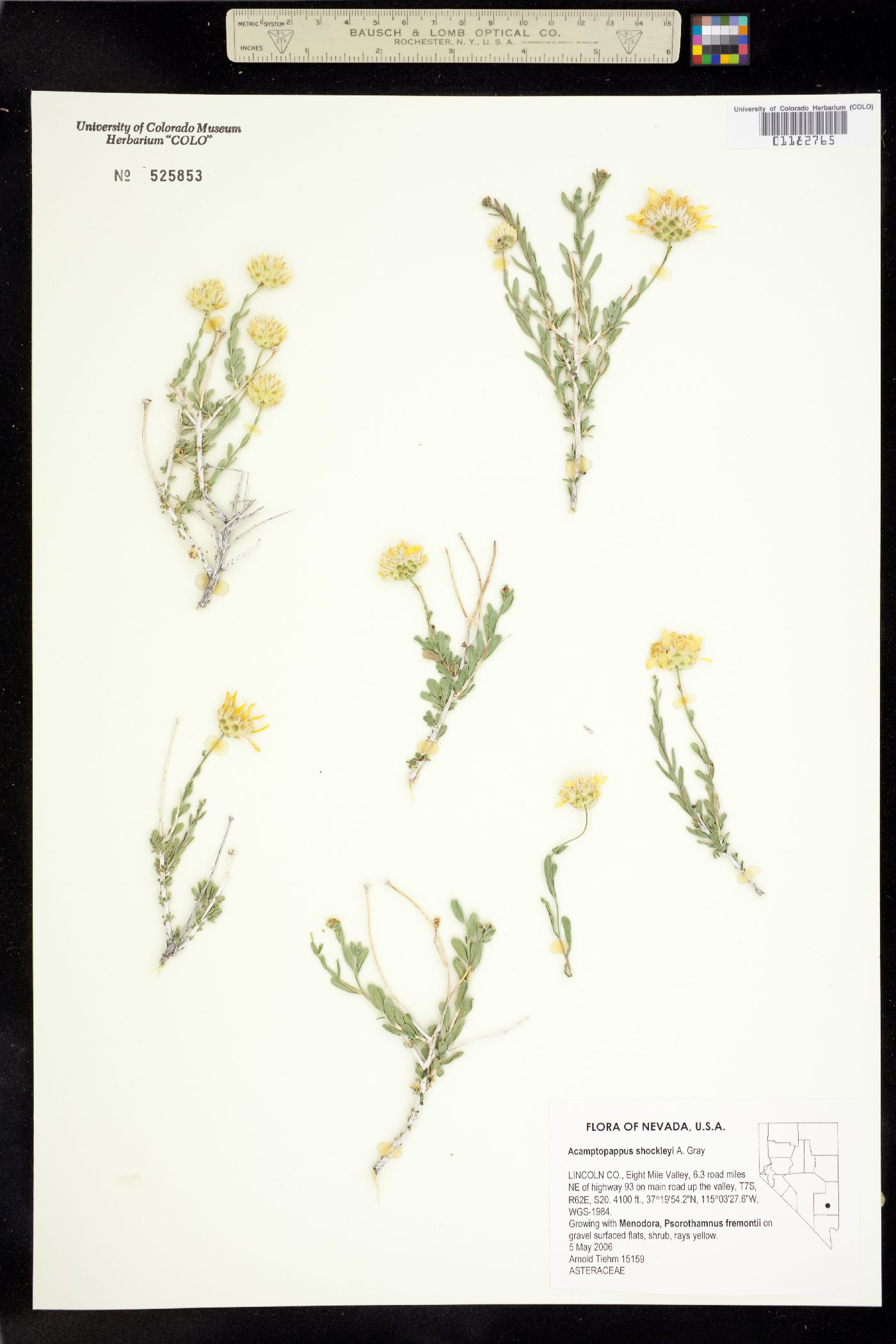 Acamptopappus shockleyi image