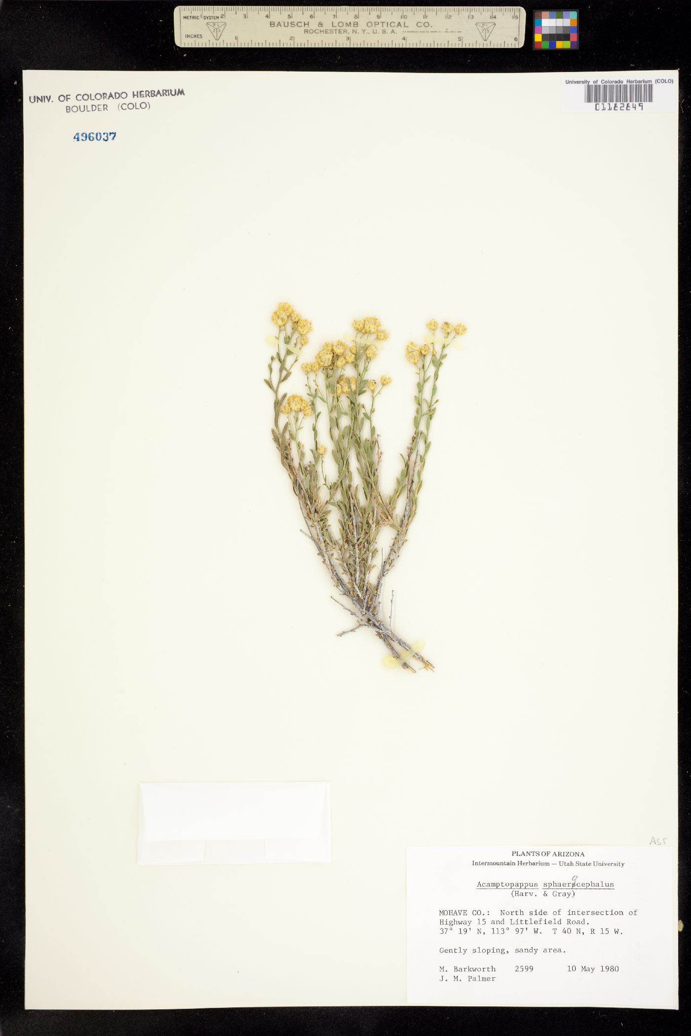 Acamptopappus image