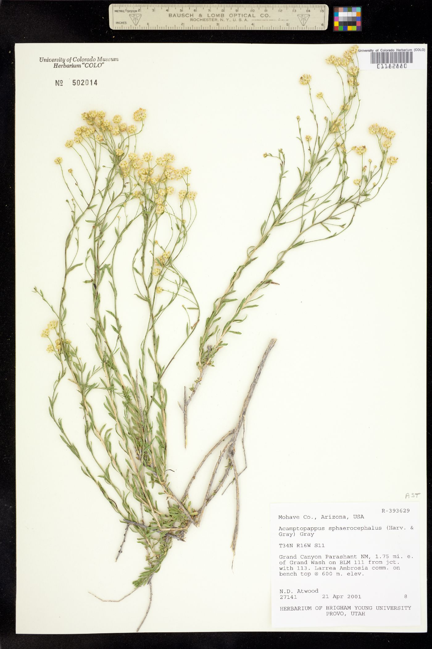 Acamptopappus sphaerocephalus image