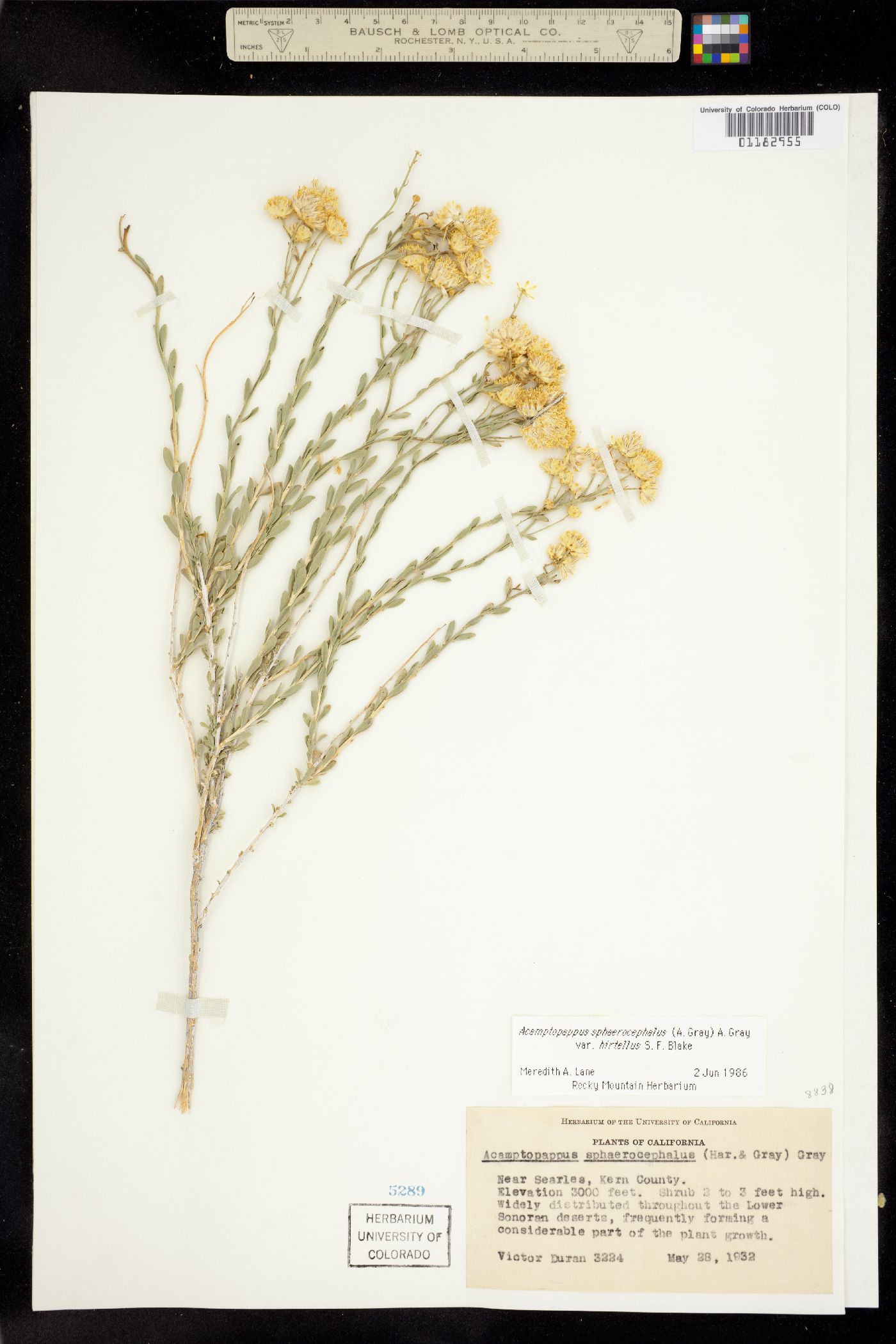 Acamptopappus sphaerocephalus image