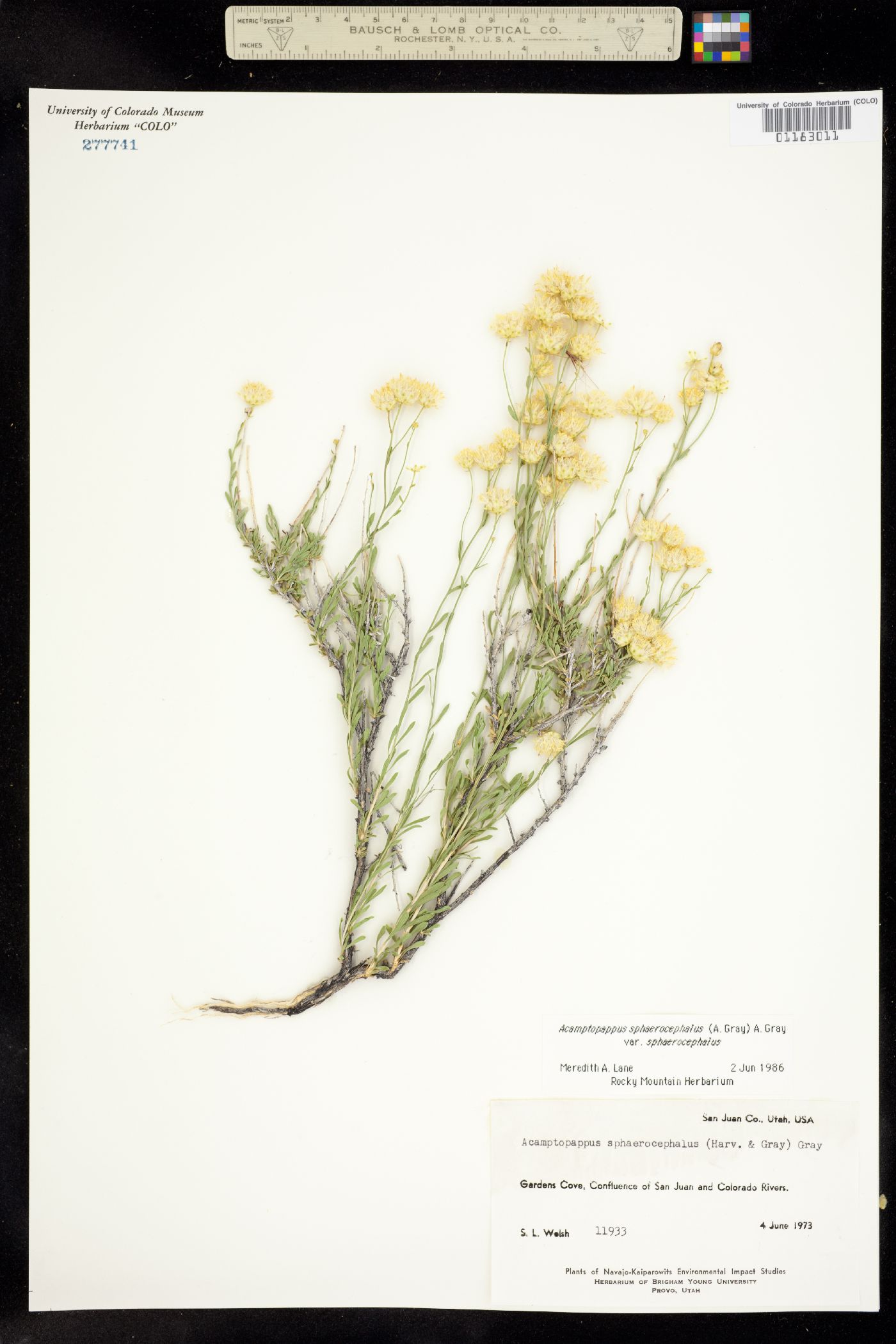Acamptopappus sphaerocephalus image