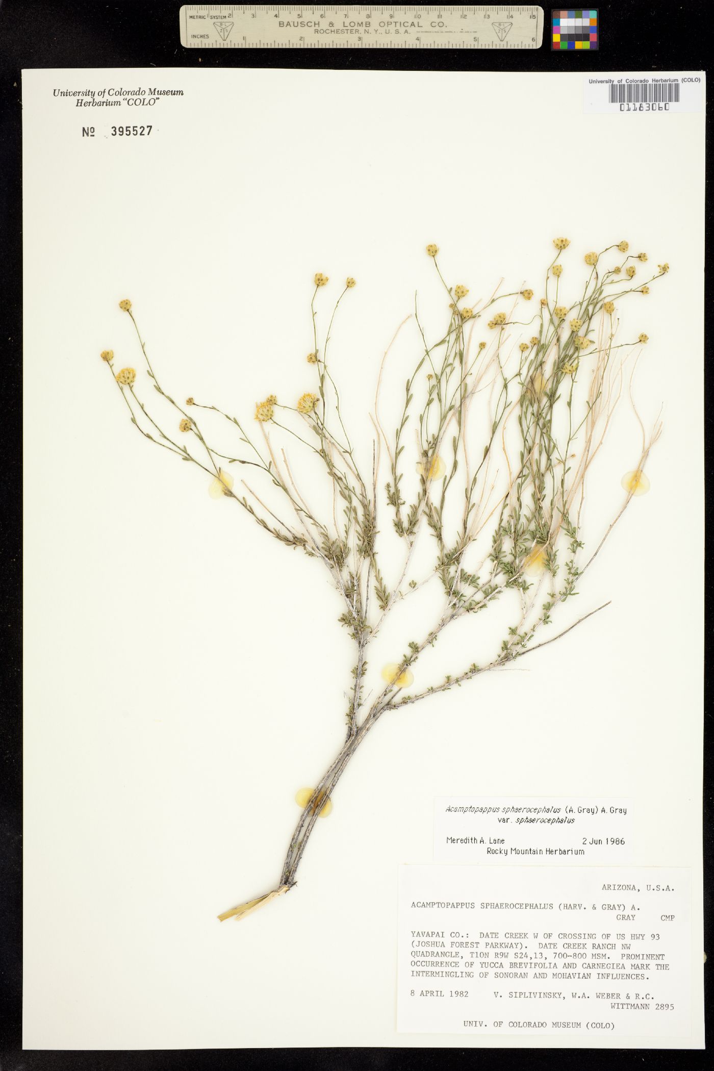 Acamptopappus sphaerocephalus image