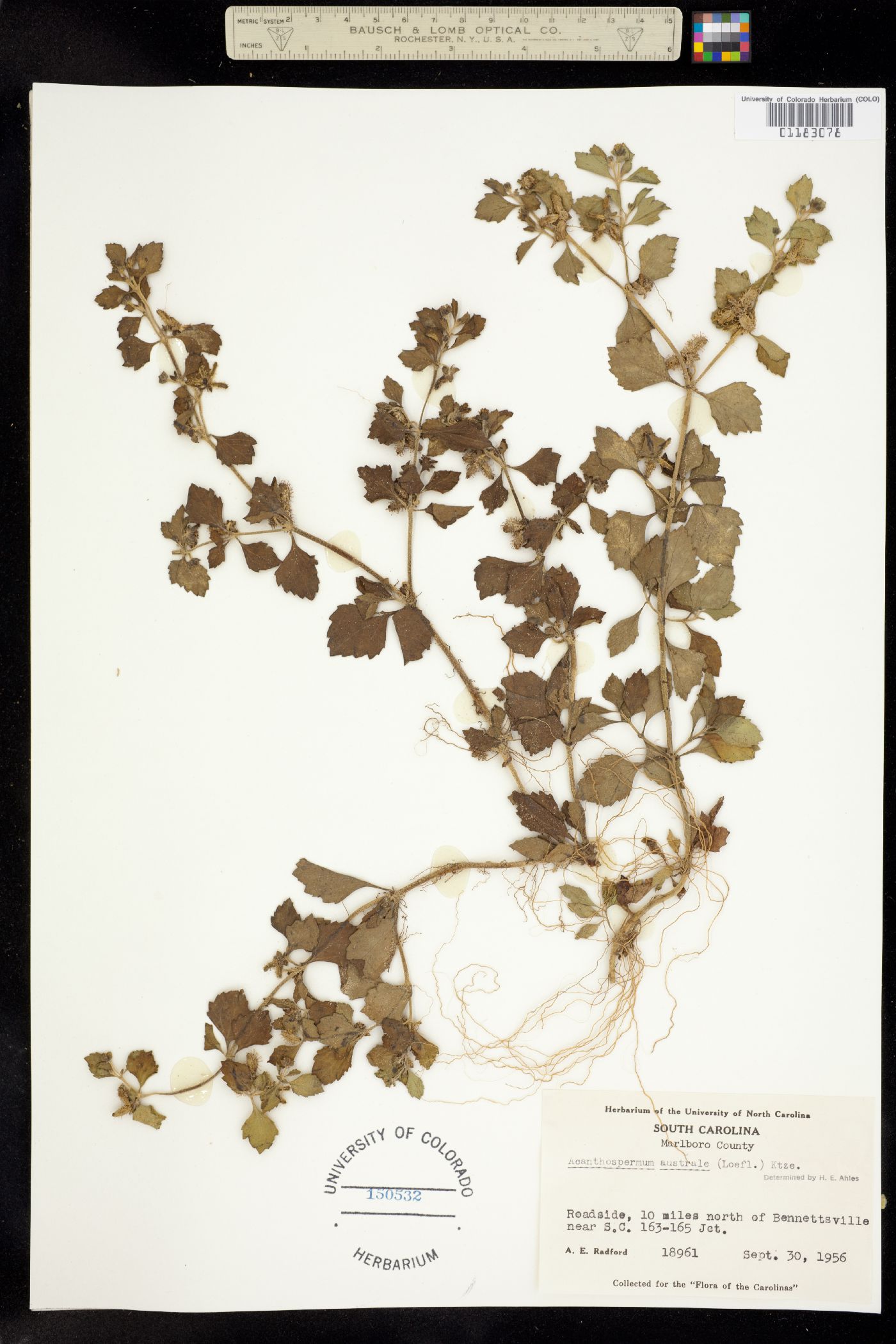 Acanthospermum australe image