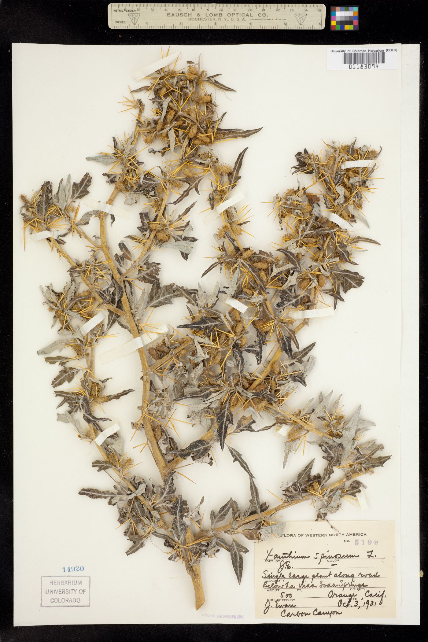 Xanthium spinosum image