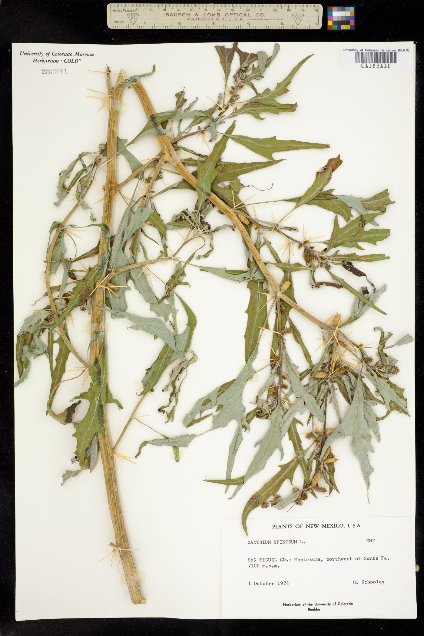 Xanthium spinosum image