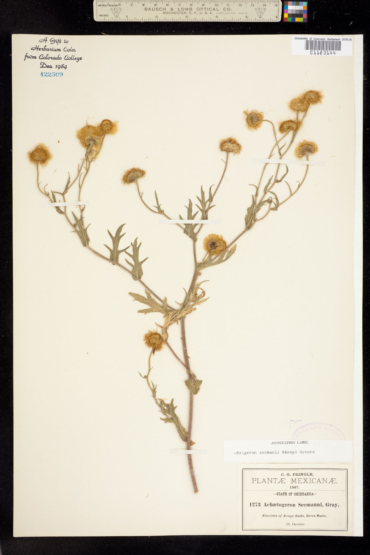 Erigeron seemannii image