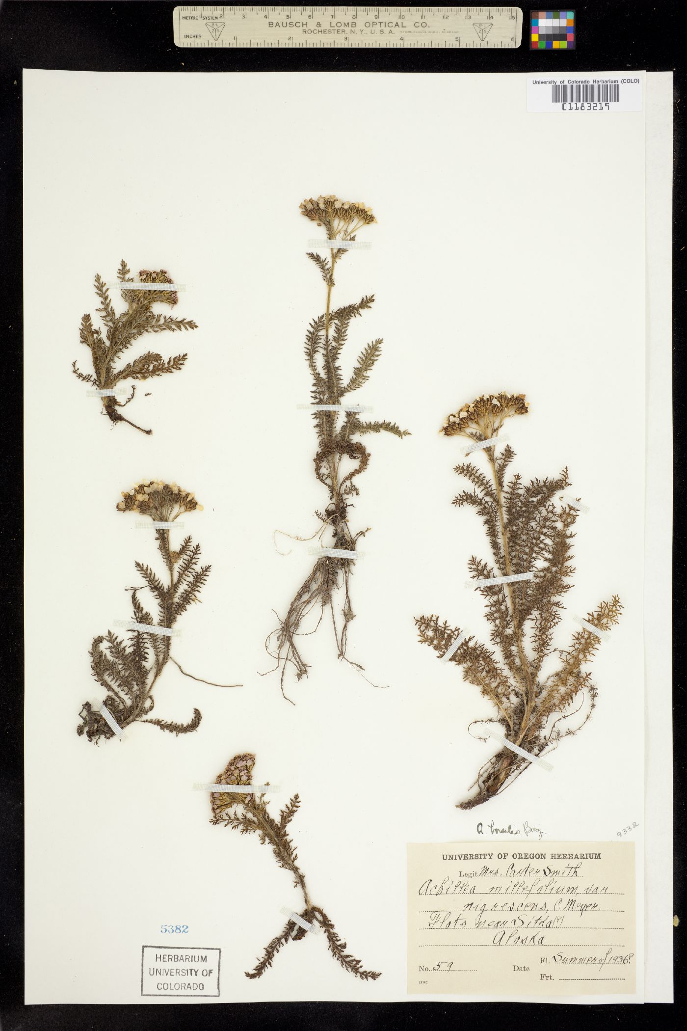 Achillea millefolium image
