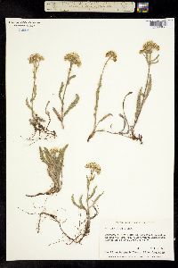 Achillea millefolium image