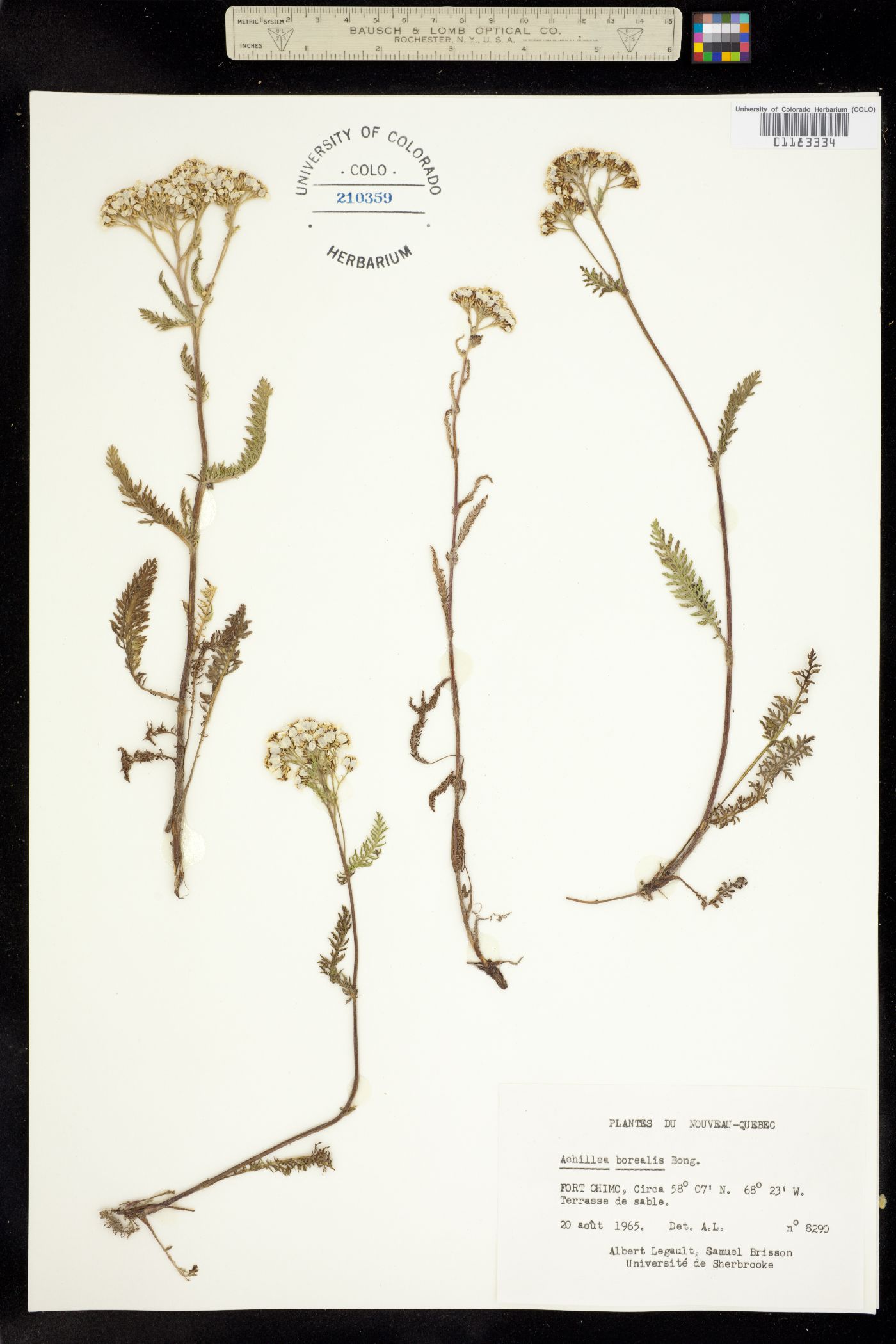 Achillea millefolium image