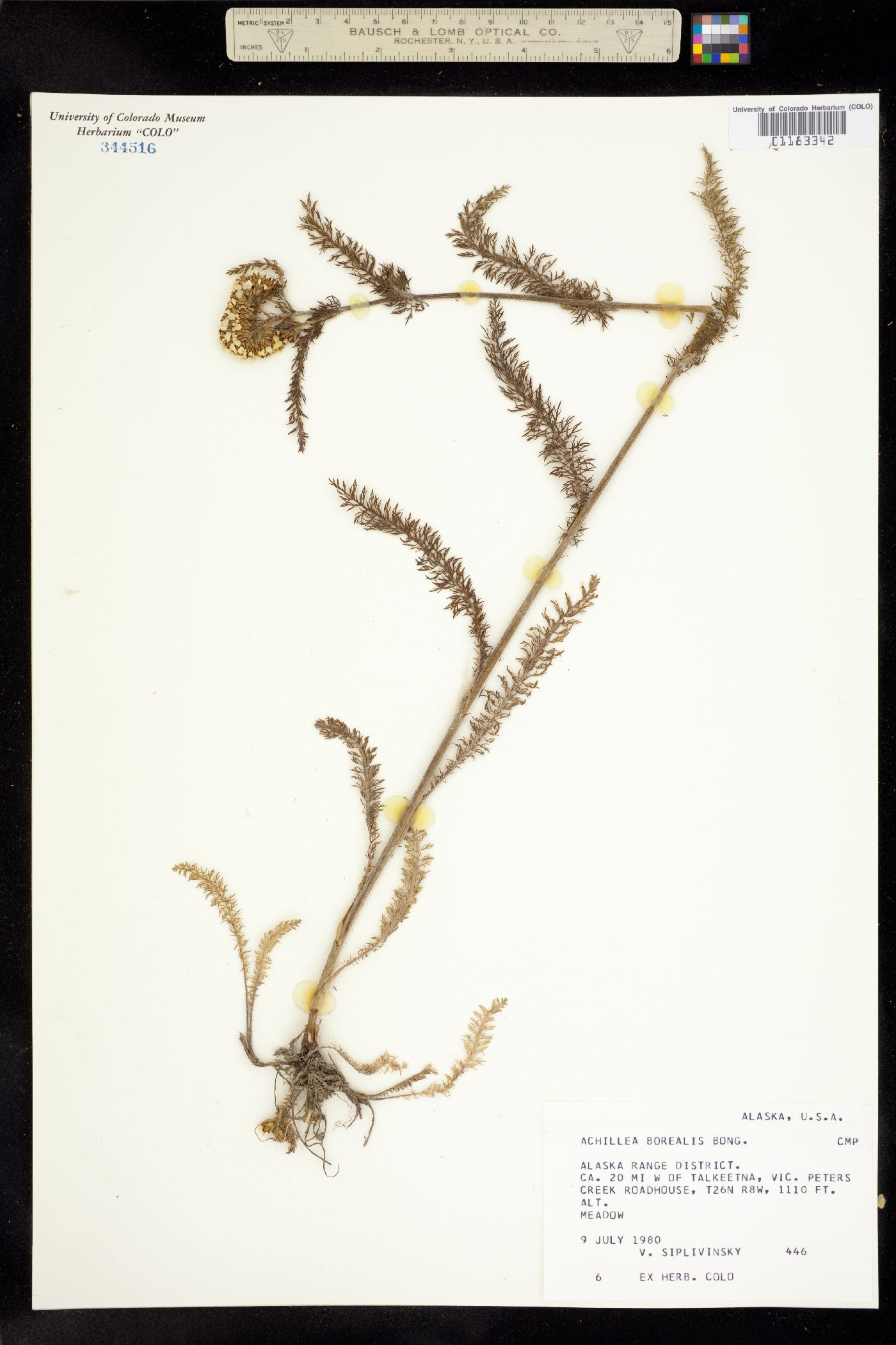 Achillea millefolium image