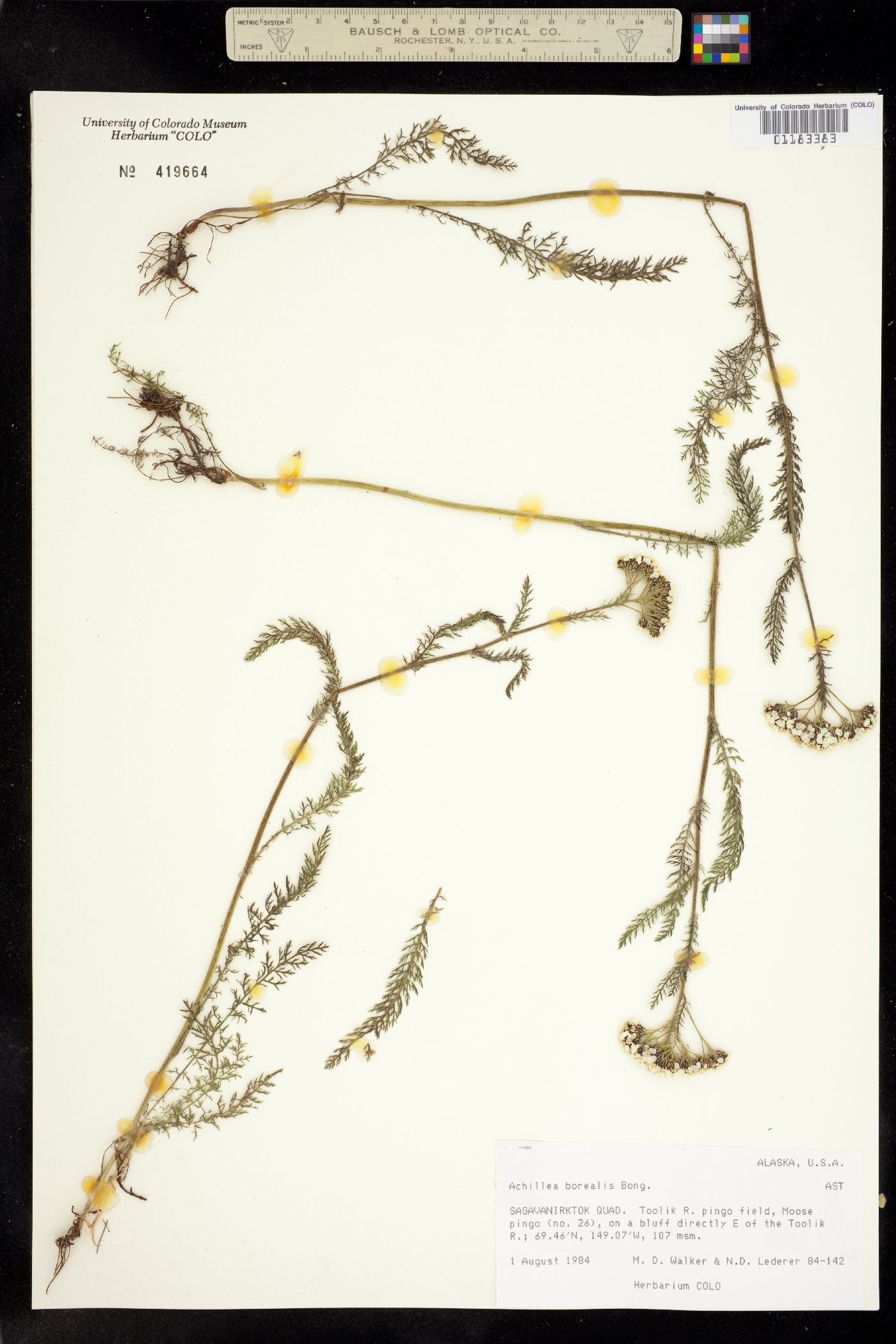 Achillea millefolium image