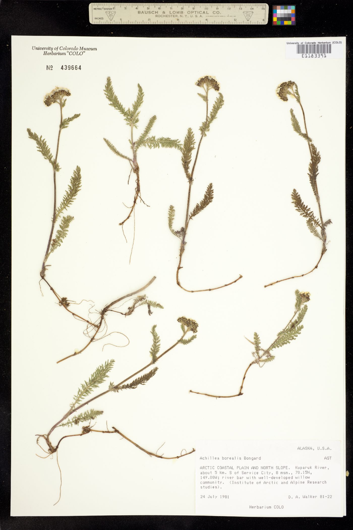 Achillea millefolium image
