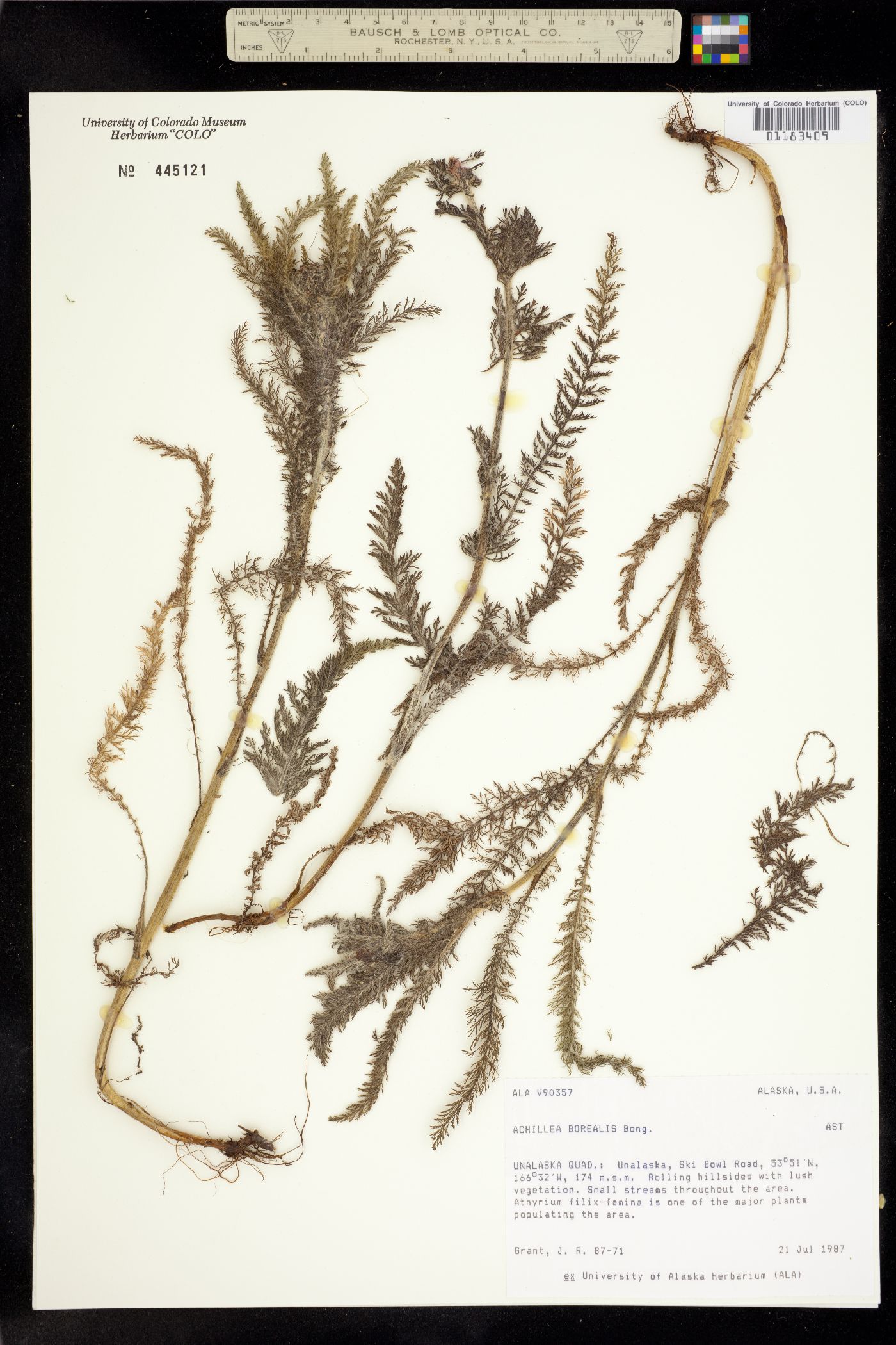 Achillea millefolium image