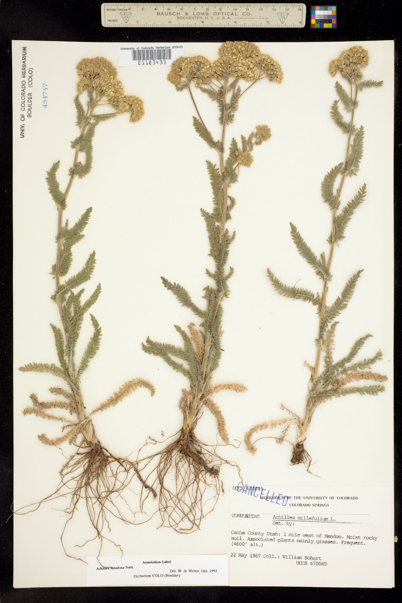 Achillea millefolium image