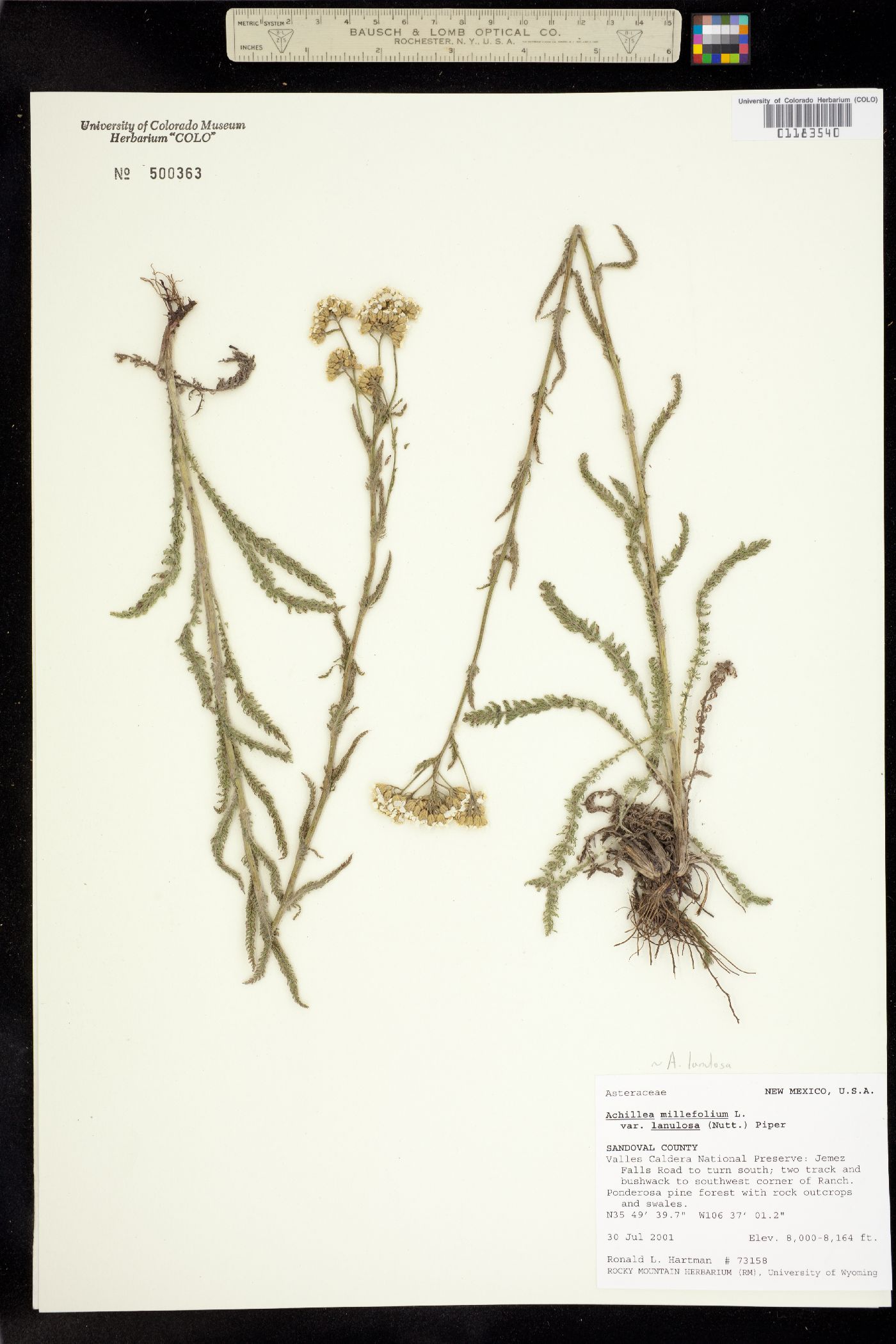 Achillea millefolium image