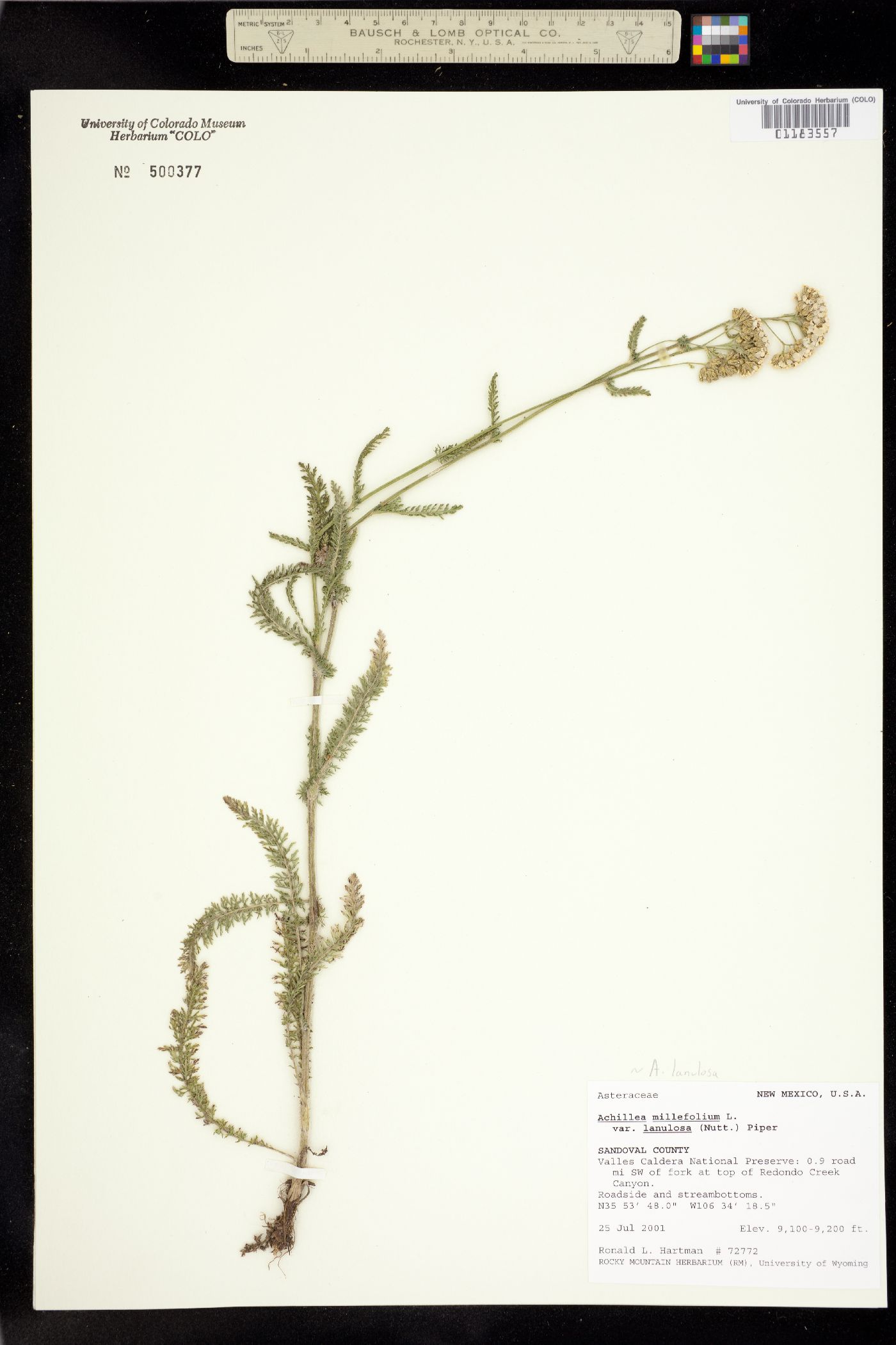 Achillea millefolium image