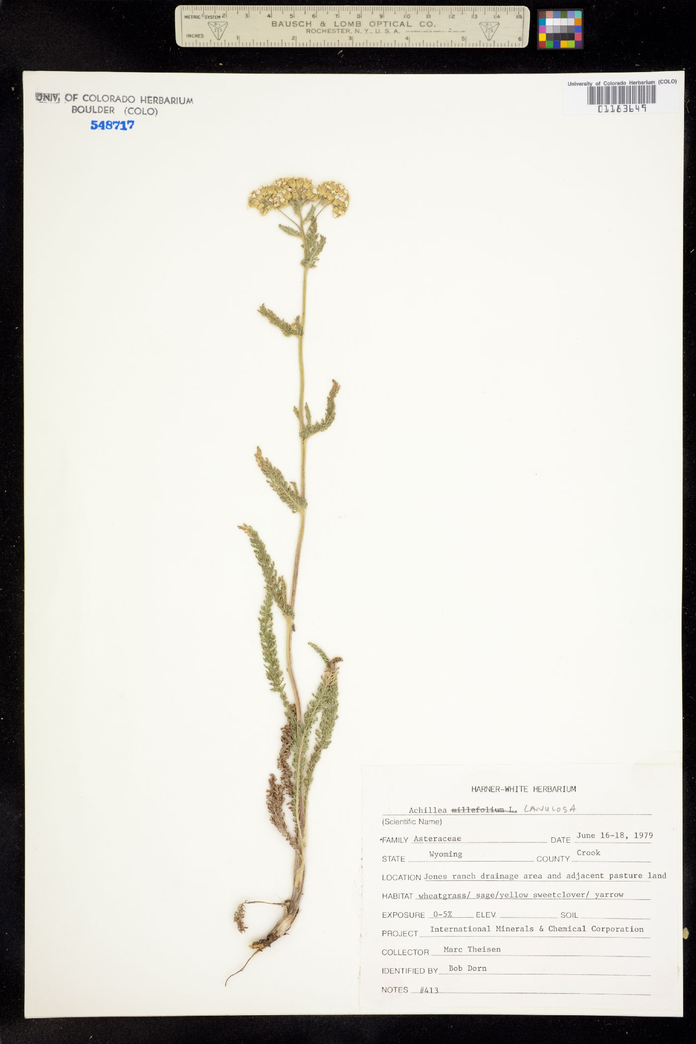 Achillea millefolium image