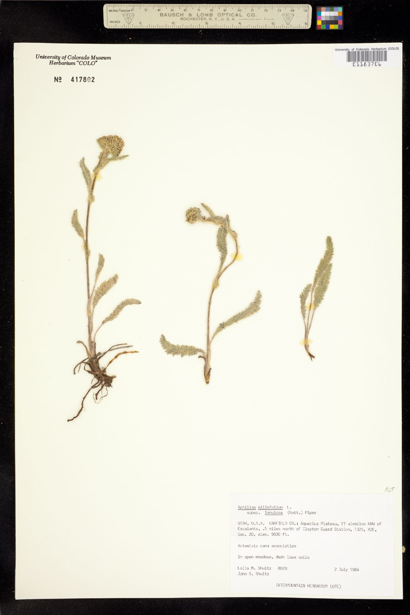 Achillea millefolium image