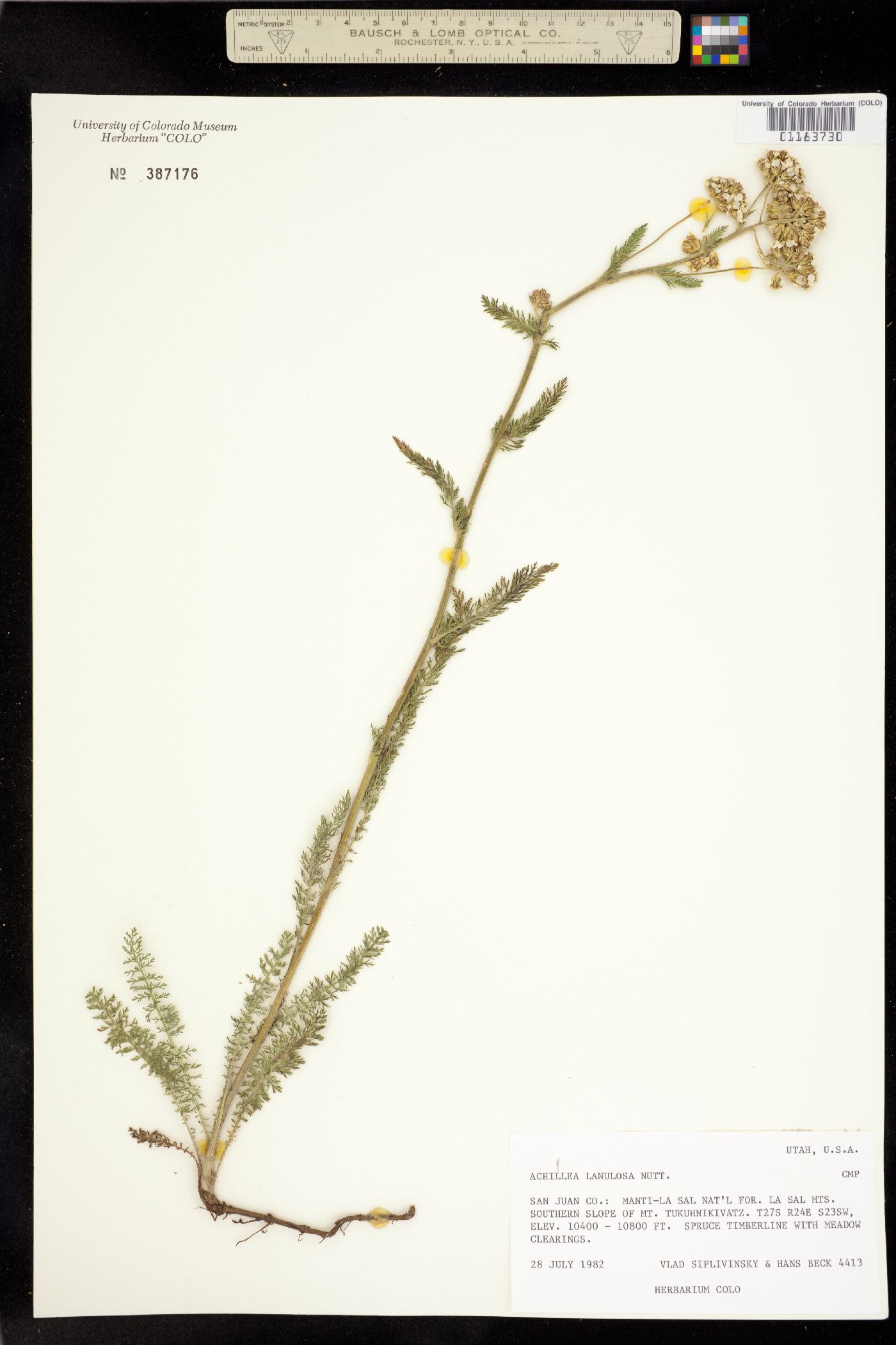 Achillea image